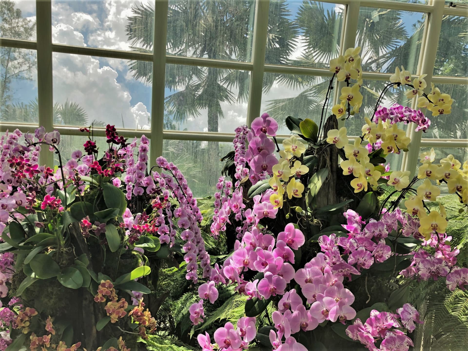 National Orchid Garden Ticket - image 14