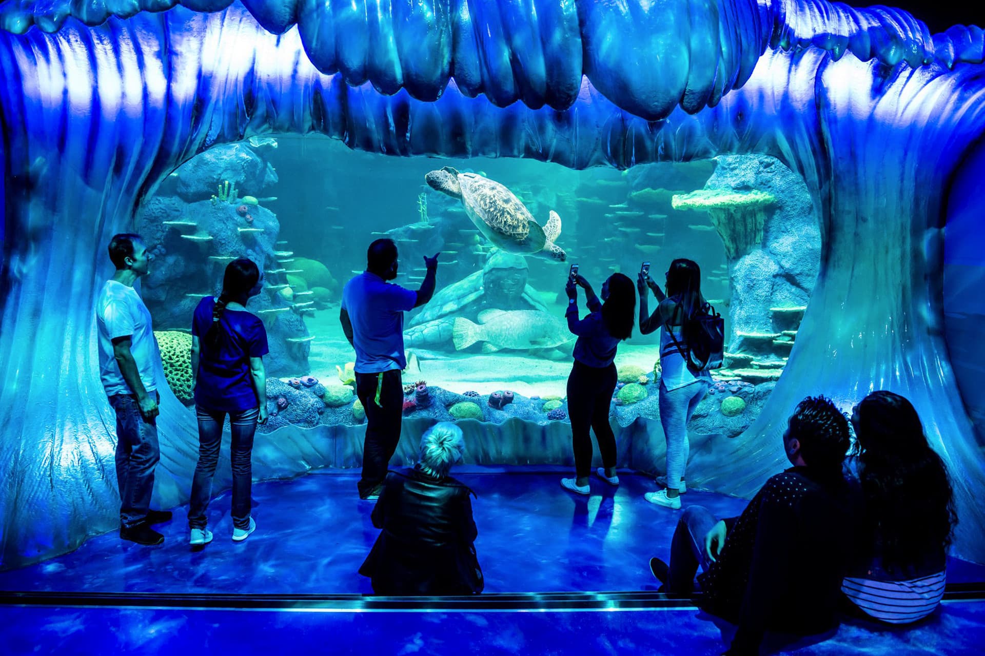 SEA LIFE Sydney Aquarium Direct Entry Ticket - image 3