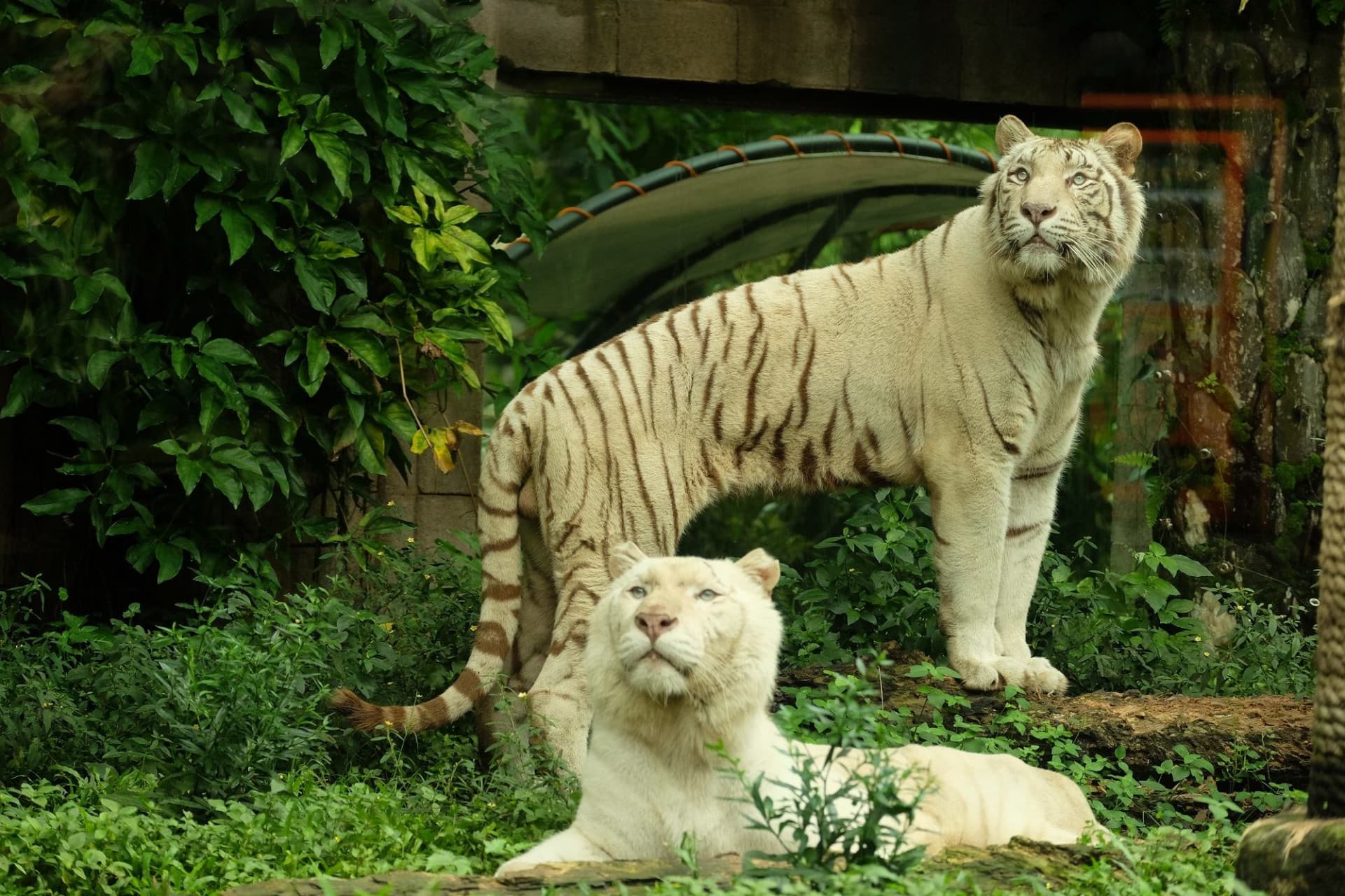 Bali Safari Park Ticket - image 3