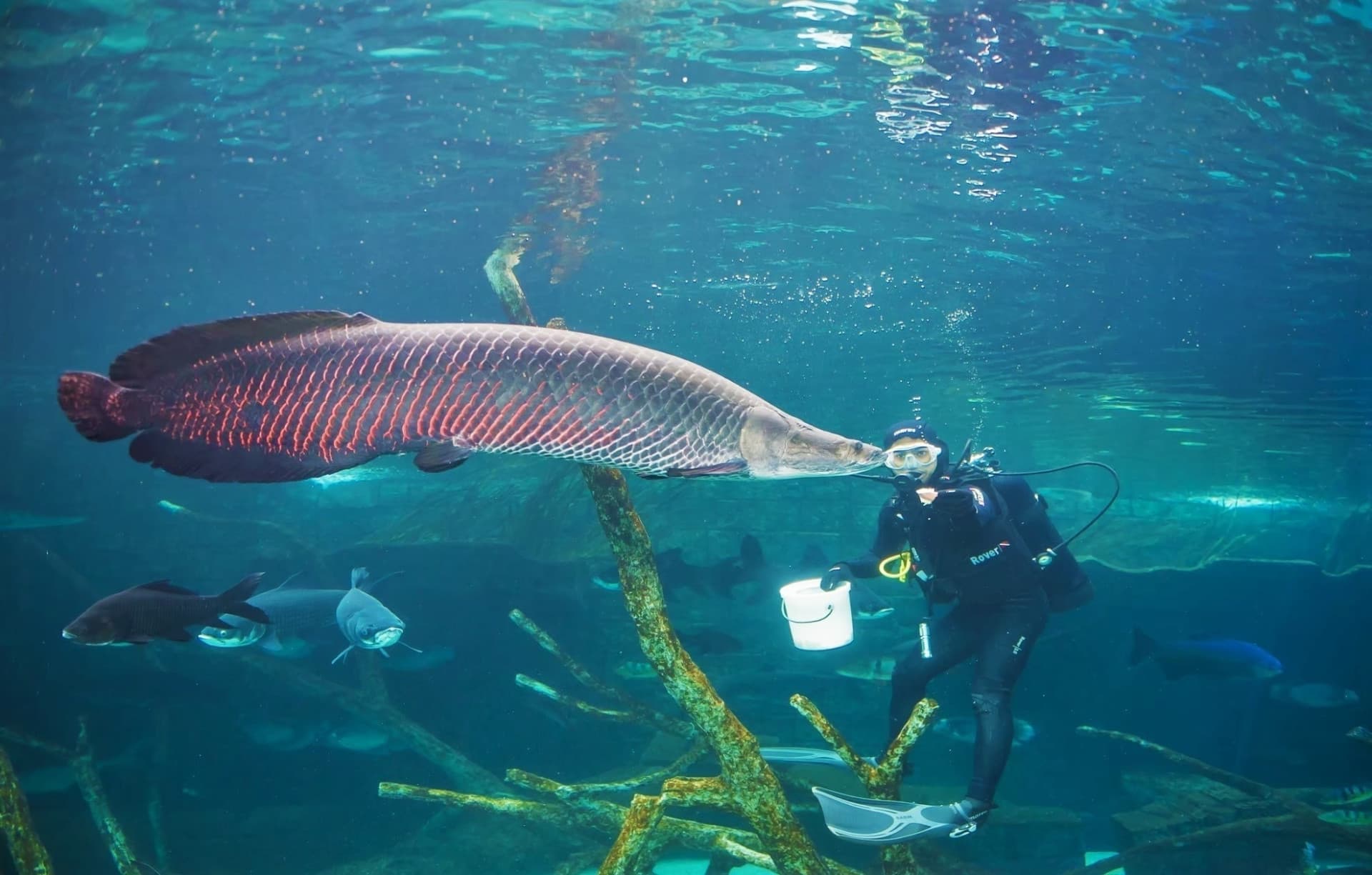 Aquaria Phuket - image 28
