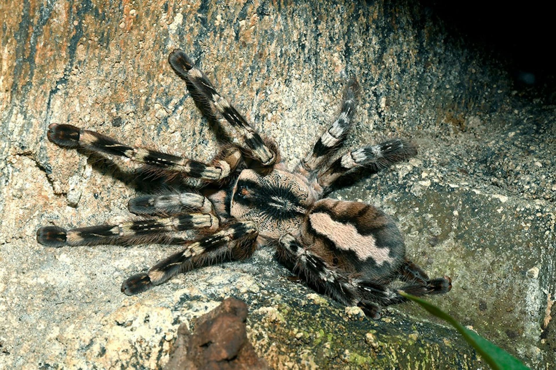 Entrada para el zoológico y acuario de Colonia - imagen 11