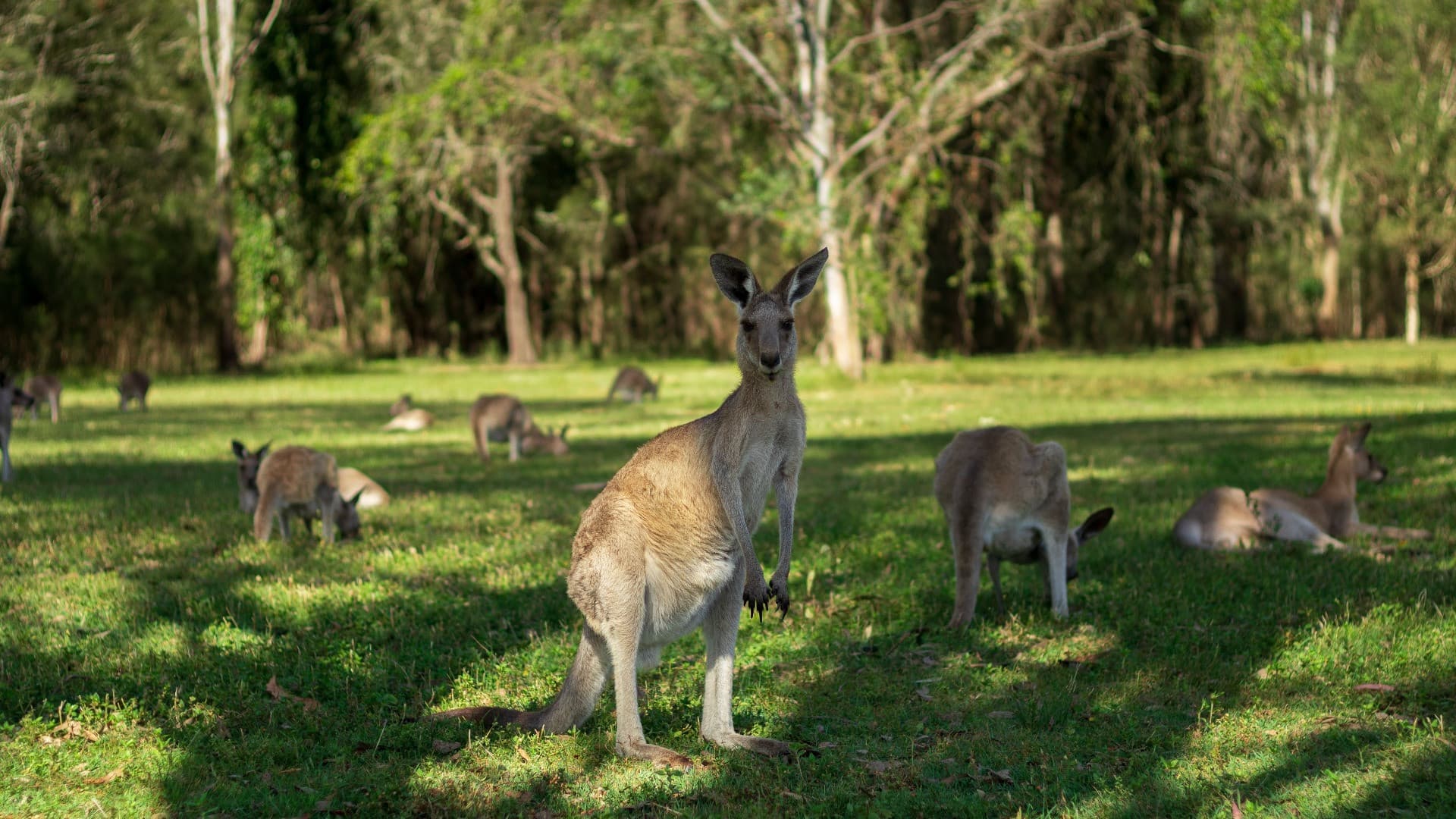Tour de canguros y koalas con té de la mañana desde Gold Coast - imagen 9