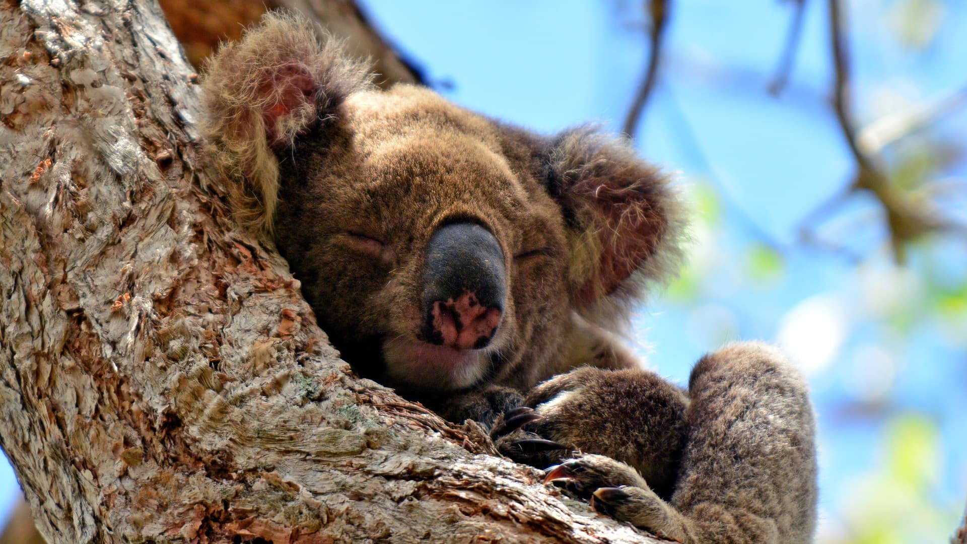 Kangaroos and Koalas Tour with Morning Tea from Gold Coast - image 2