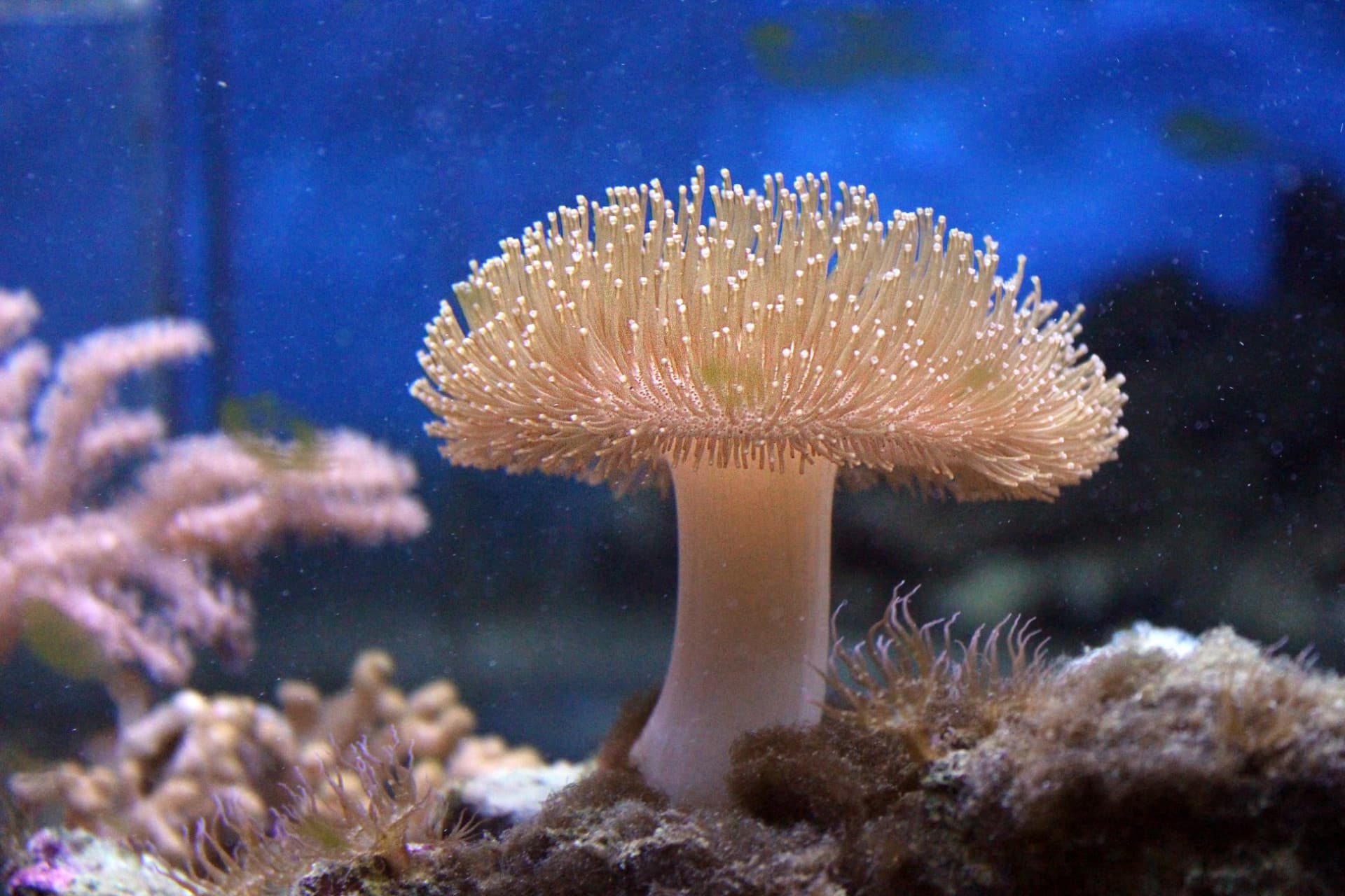 Yehliu Ocean World - image 12
