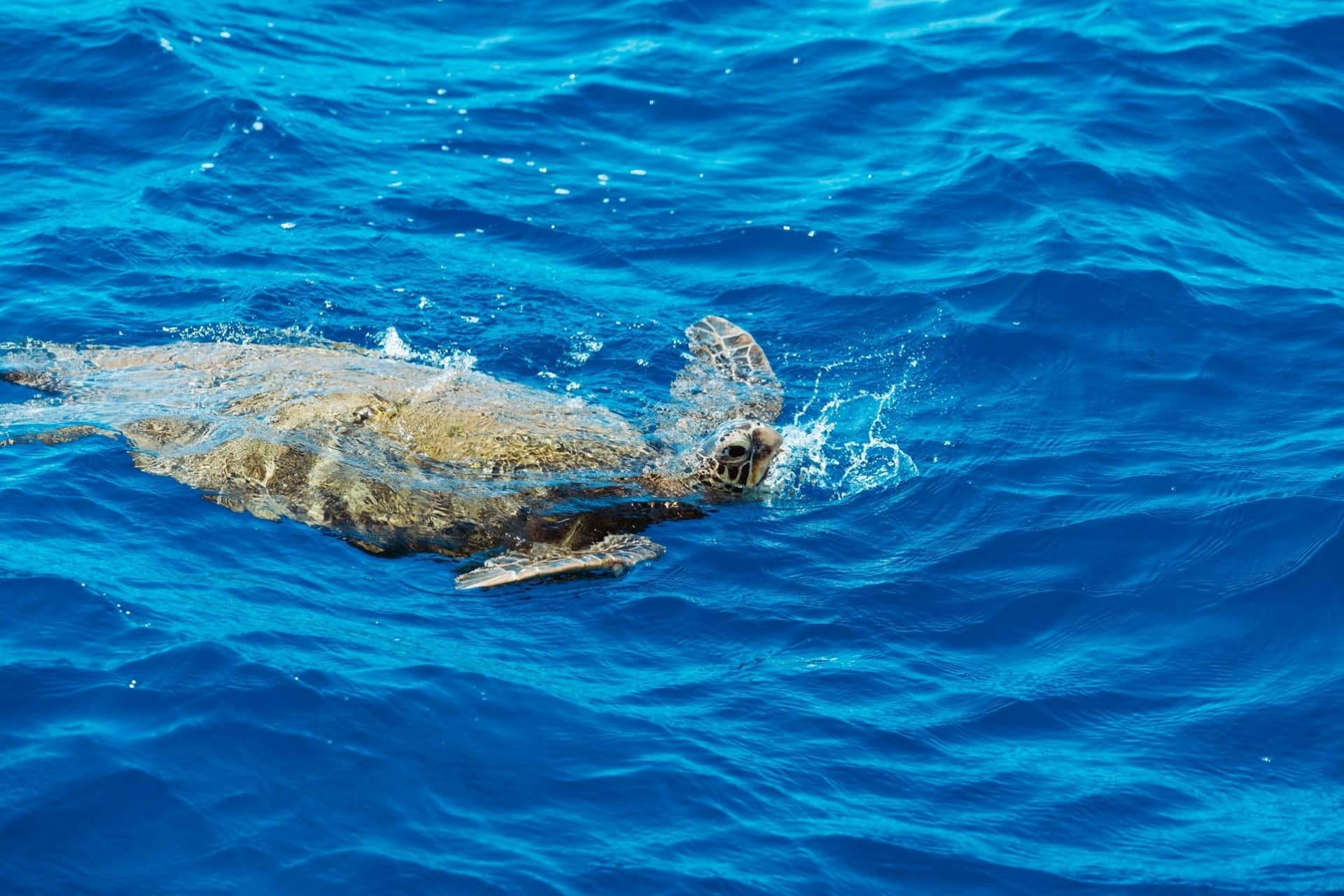 Waikiki: Daytime Glass Bottom Boat Tour - image 8