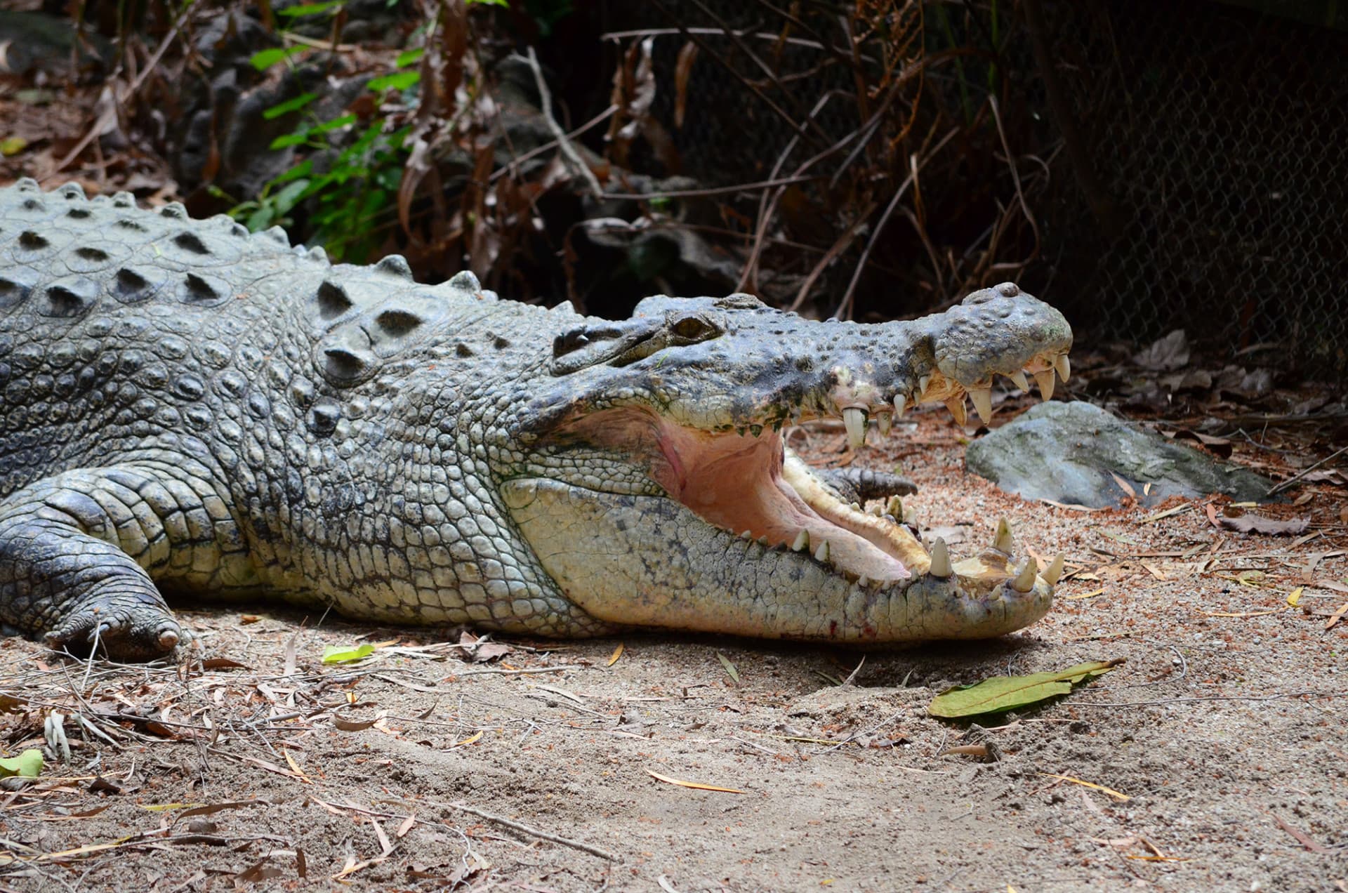 Cape Tribulation and Daintree Wilderness Full-Day Tour - image 5