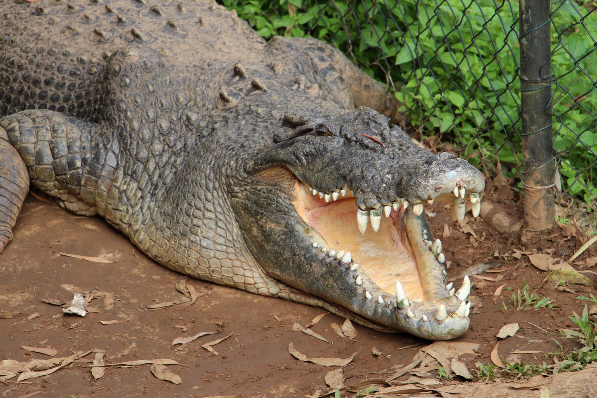 Kuranda Rainforestation Nature Park Full-Day Tour from Cairns with Skyrail Rainforest Cableway - image 14