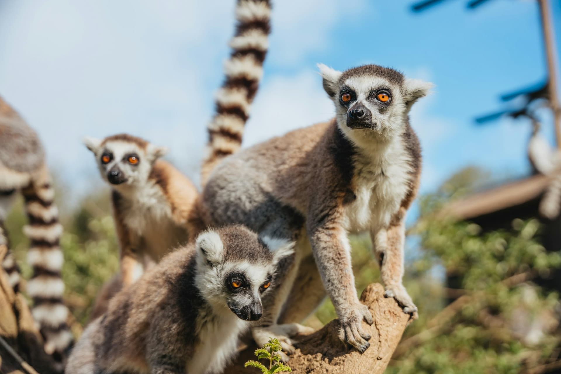 Zoo Santo Inácio Ticket - image 6
