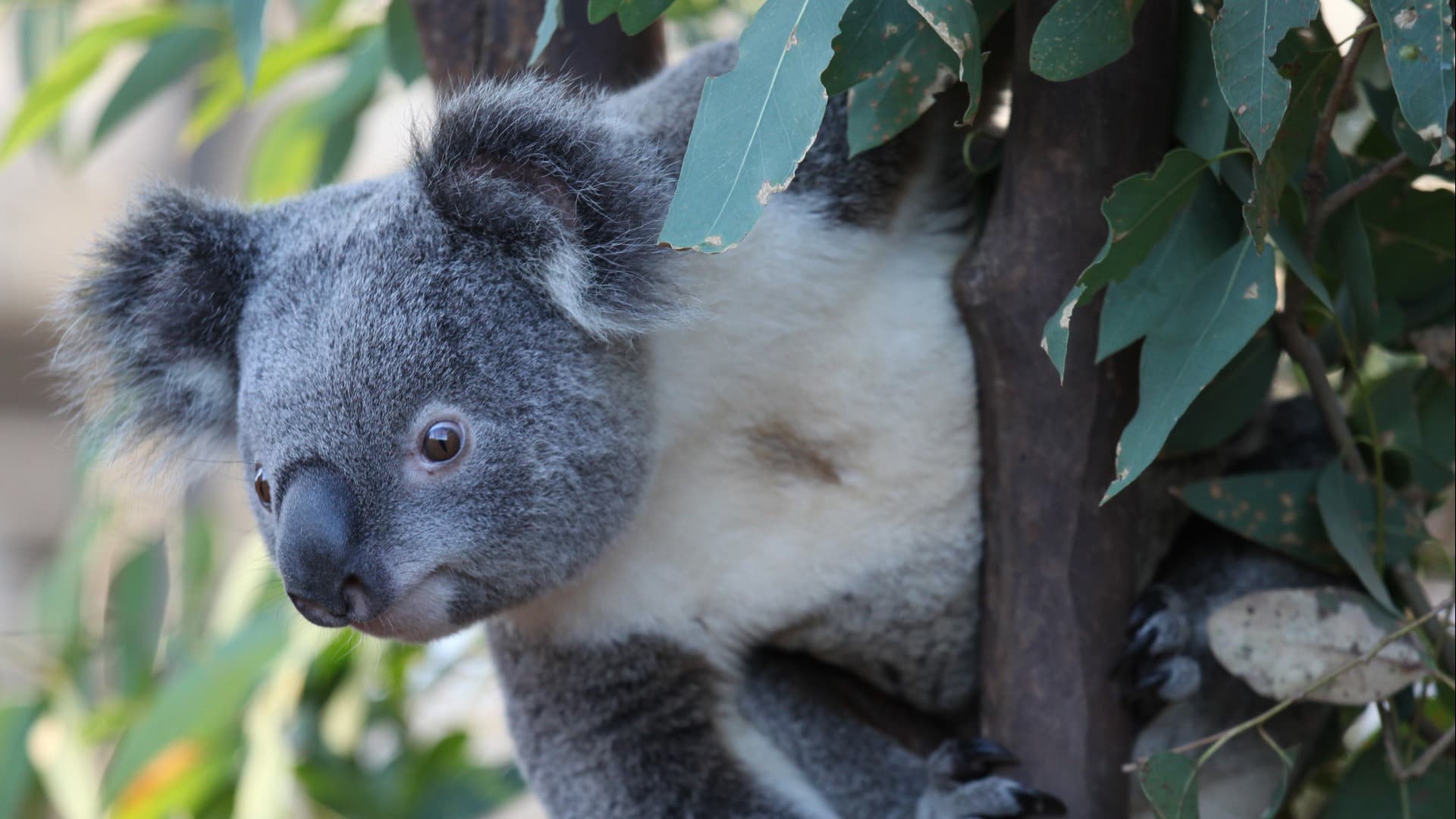 COMBO: WILD LIFE Sydney Zoo Ticket + Captain Cook Hop-on Hop-off Cruise - image 2