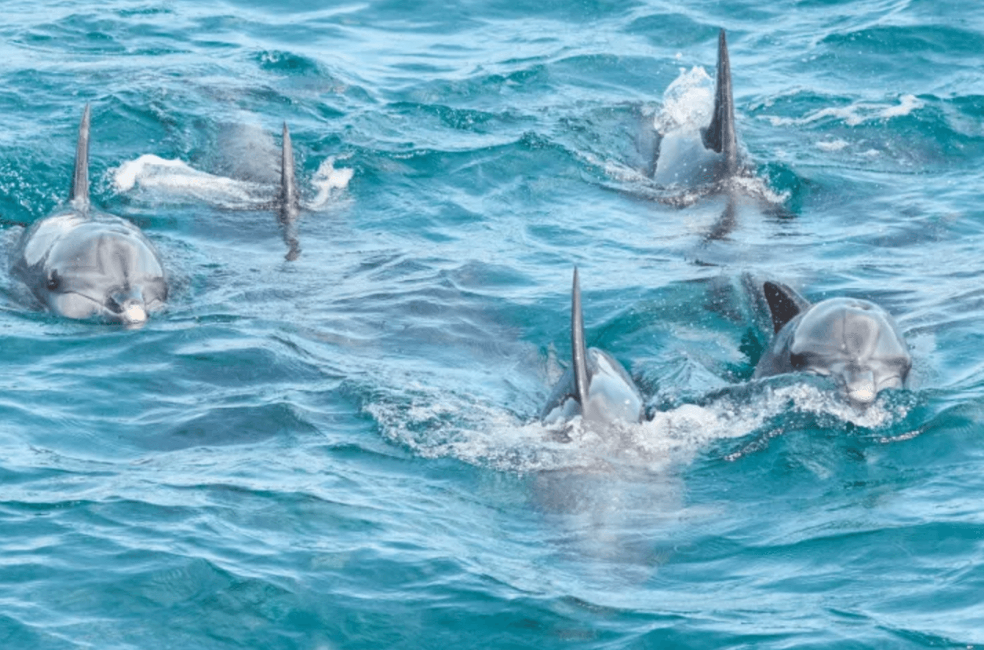 Port Stephens Dolphin Watch and Eco Adventure Cruise - image 2