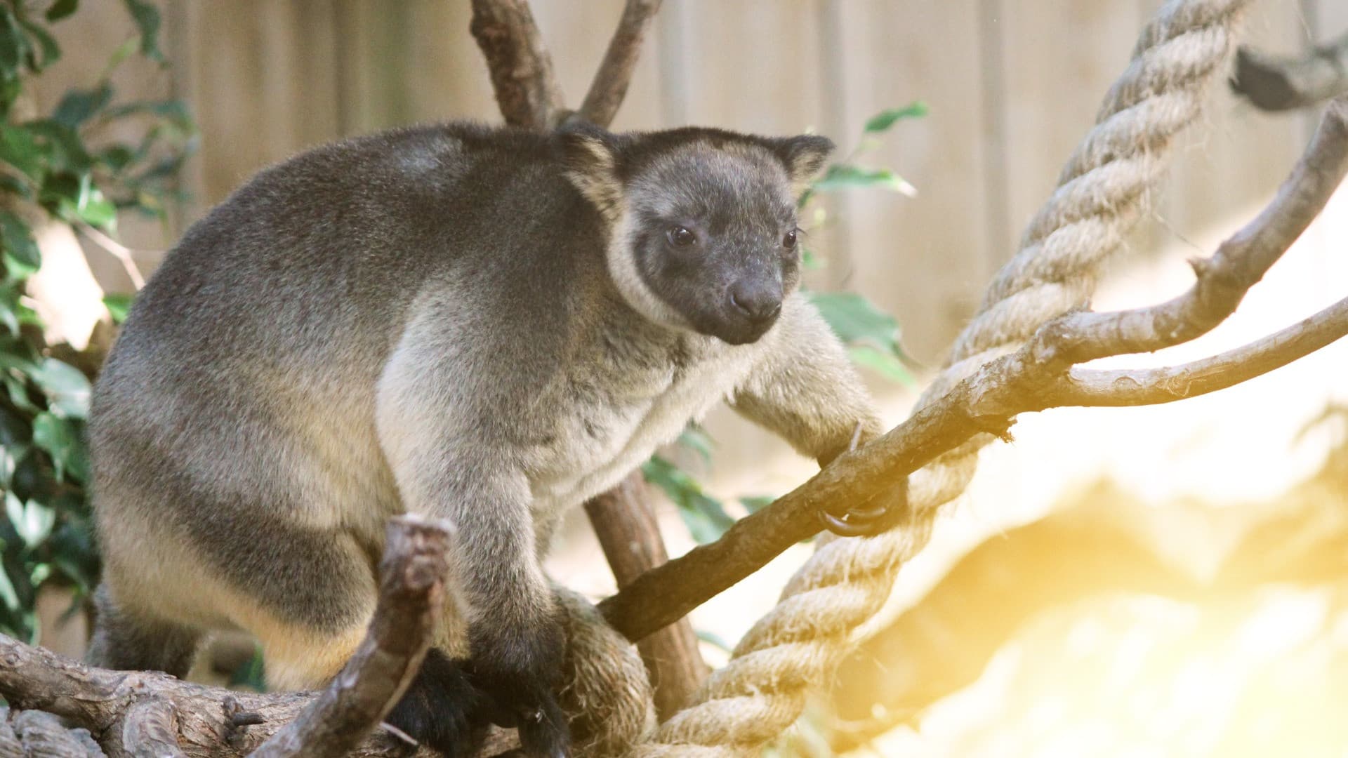 Dreamworld Gold Coast Ticket - image 4