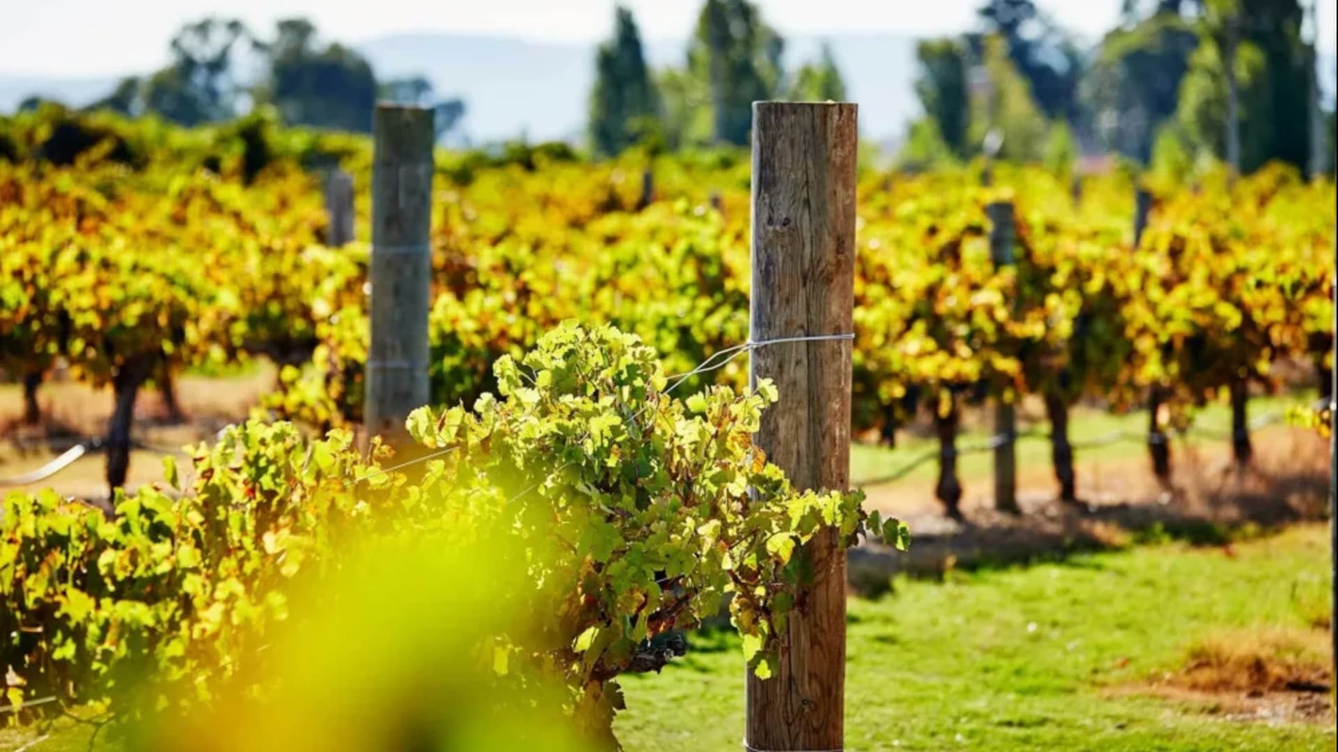 Captain Cook Cruises - Swan Valley Wine Cruise - image 5
