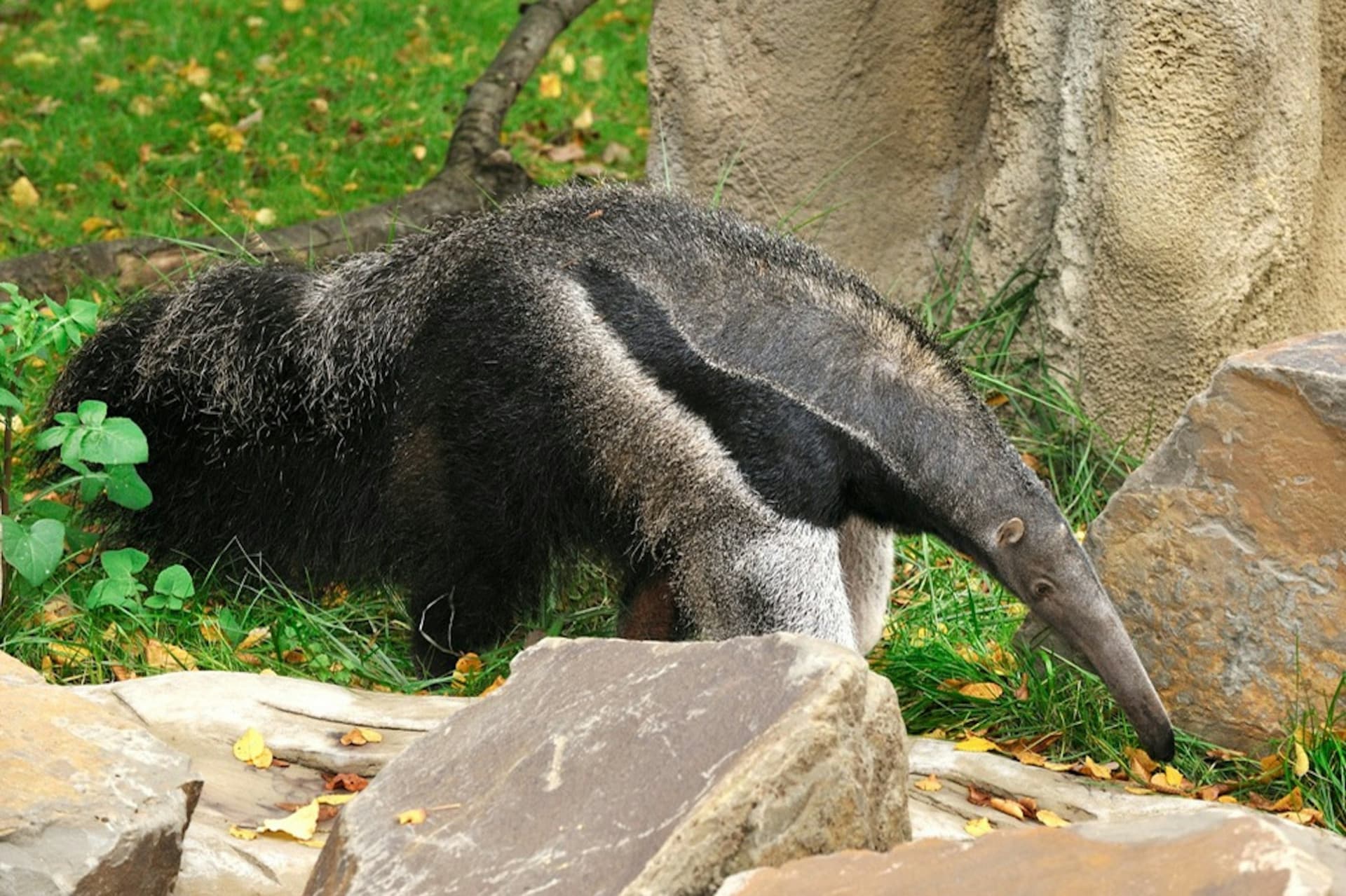 Entrada para el zoológico y acuario de Colonia - imagen 6