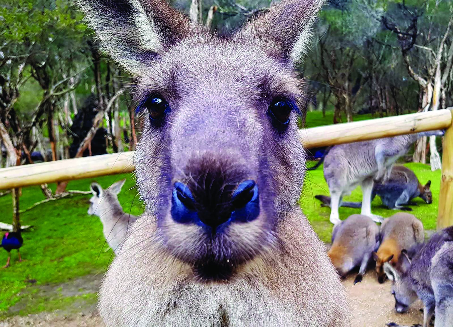Moonlit Sanctuary Wildlife Conservation Park Ticket - image 9