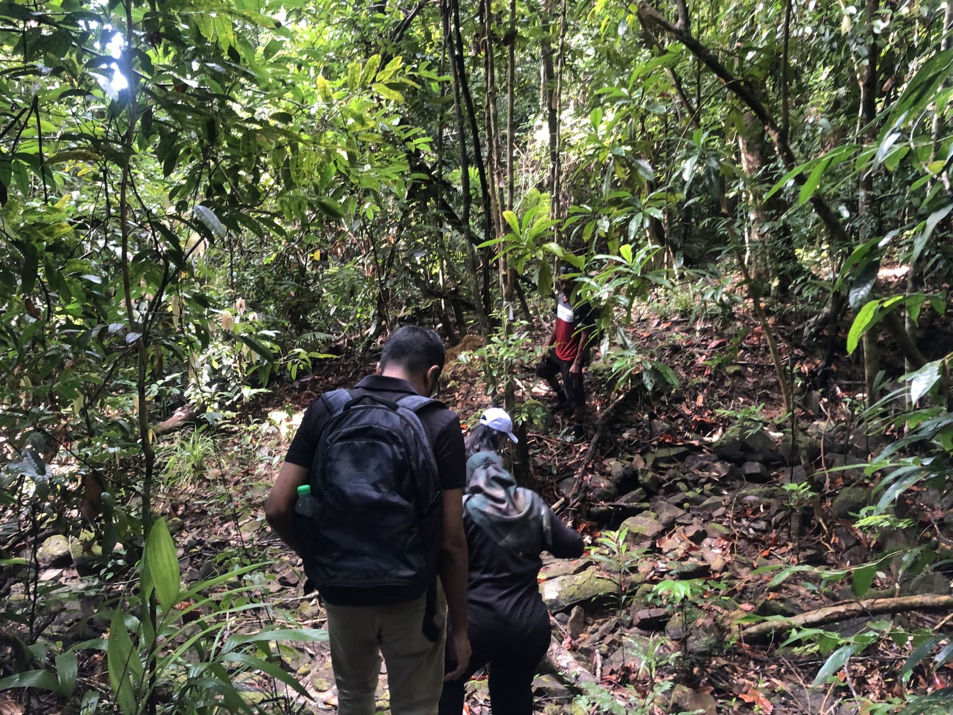 Langkawi Morning Rainforest Walking Tour - image 4