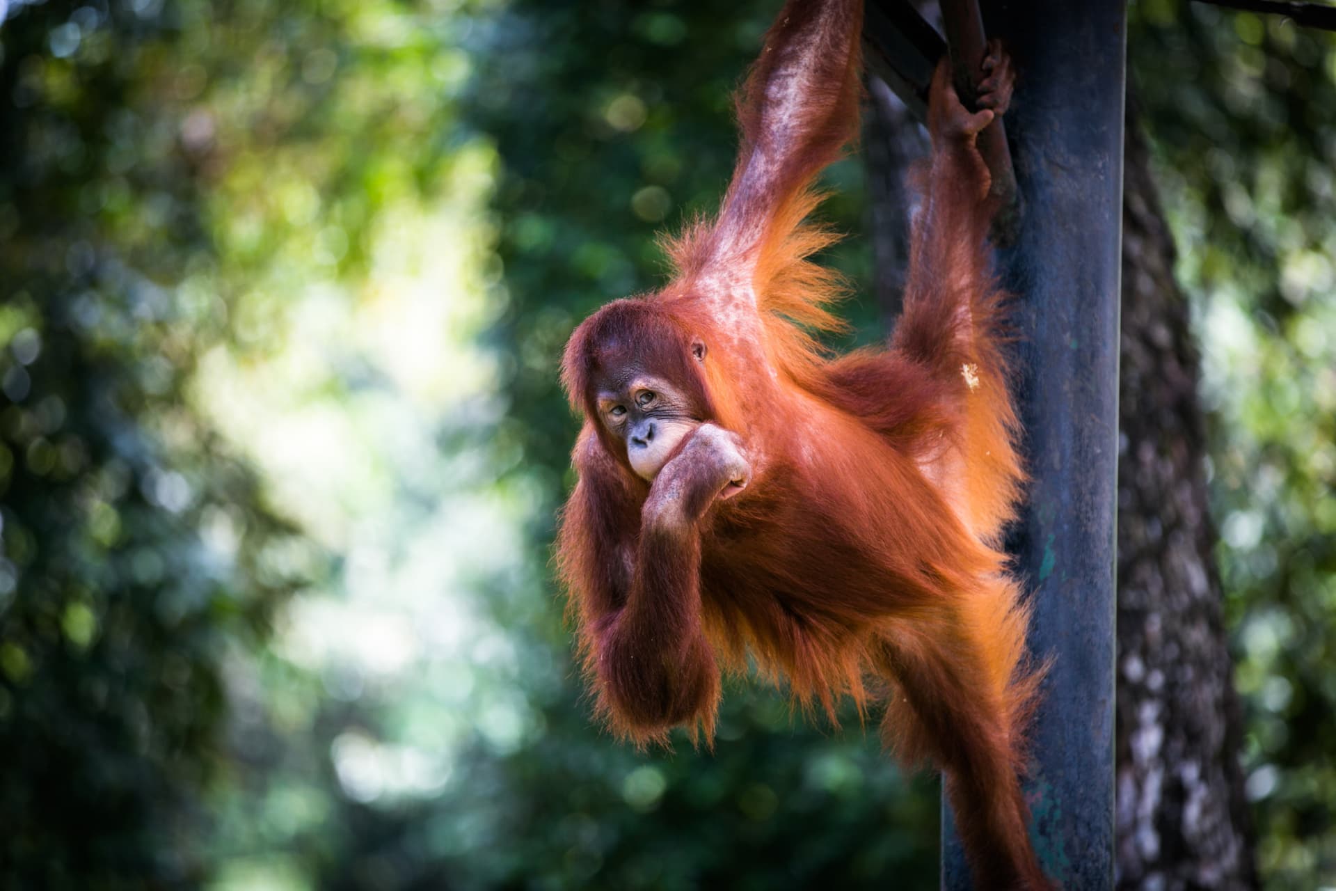 Entrada para Zoo Negara Malaysia y el Centro de Conservación del Panda - imagen 12