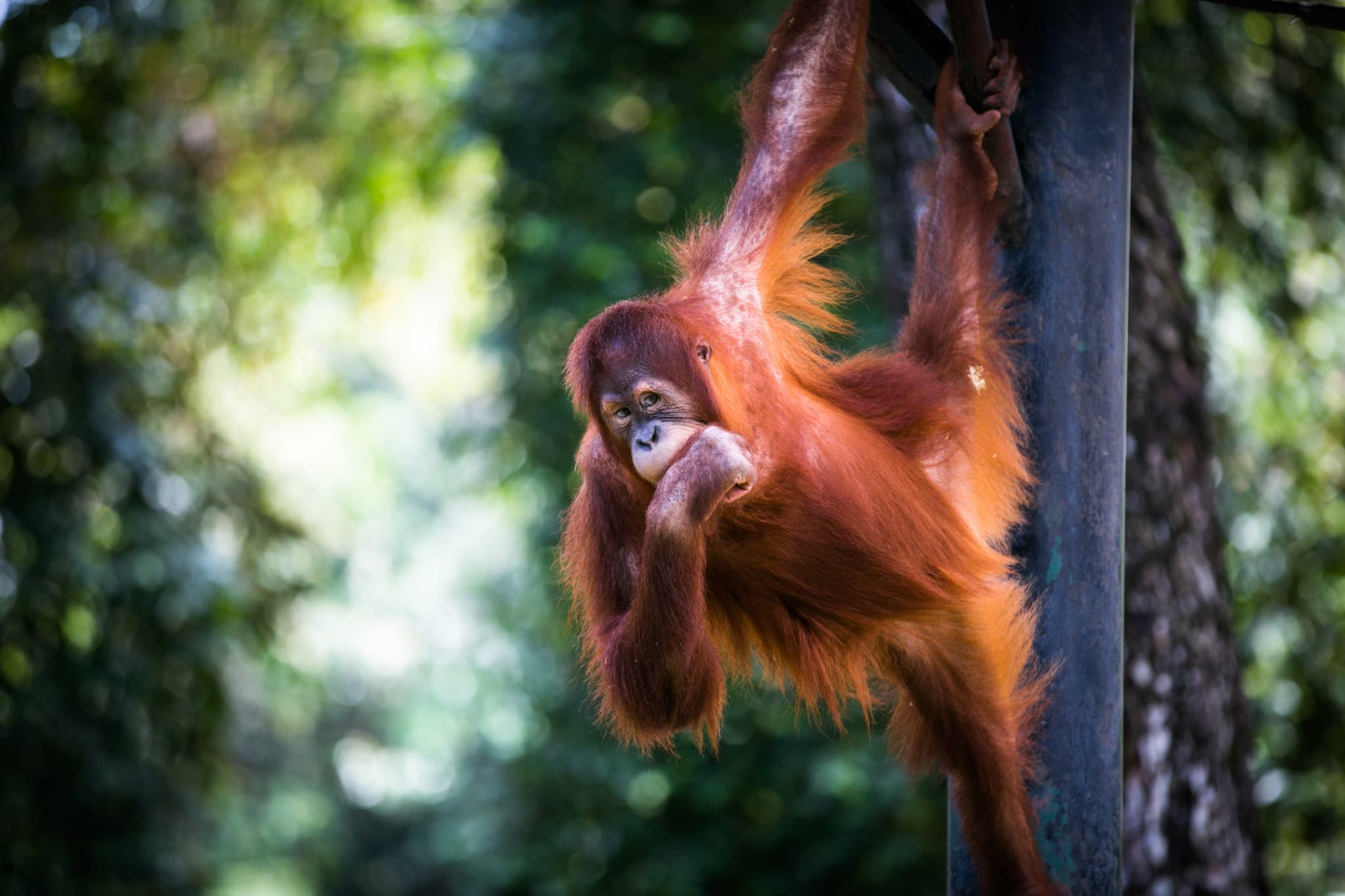 Zoo Negara Malaysia & Panda Conservation Centre Ticket - image 12
