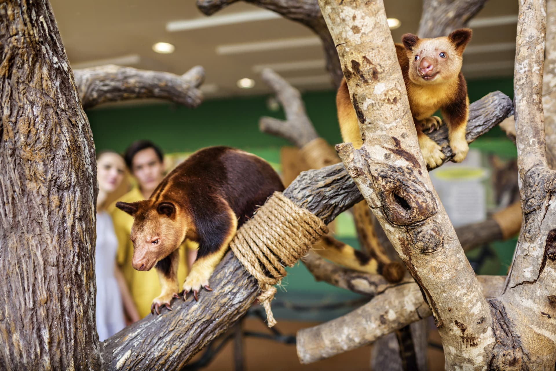 Singapore Zoo Ticket - image 15
