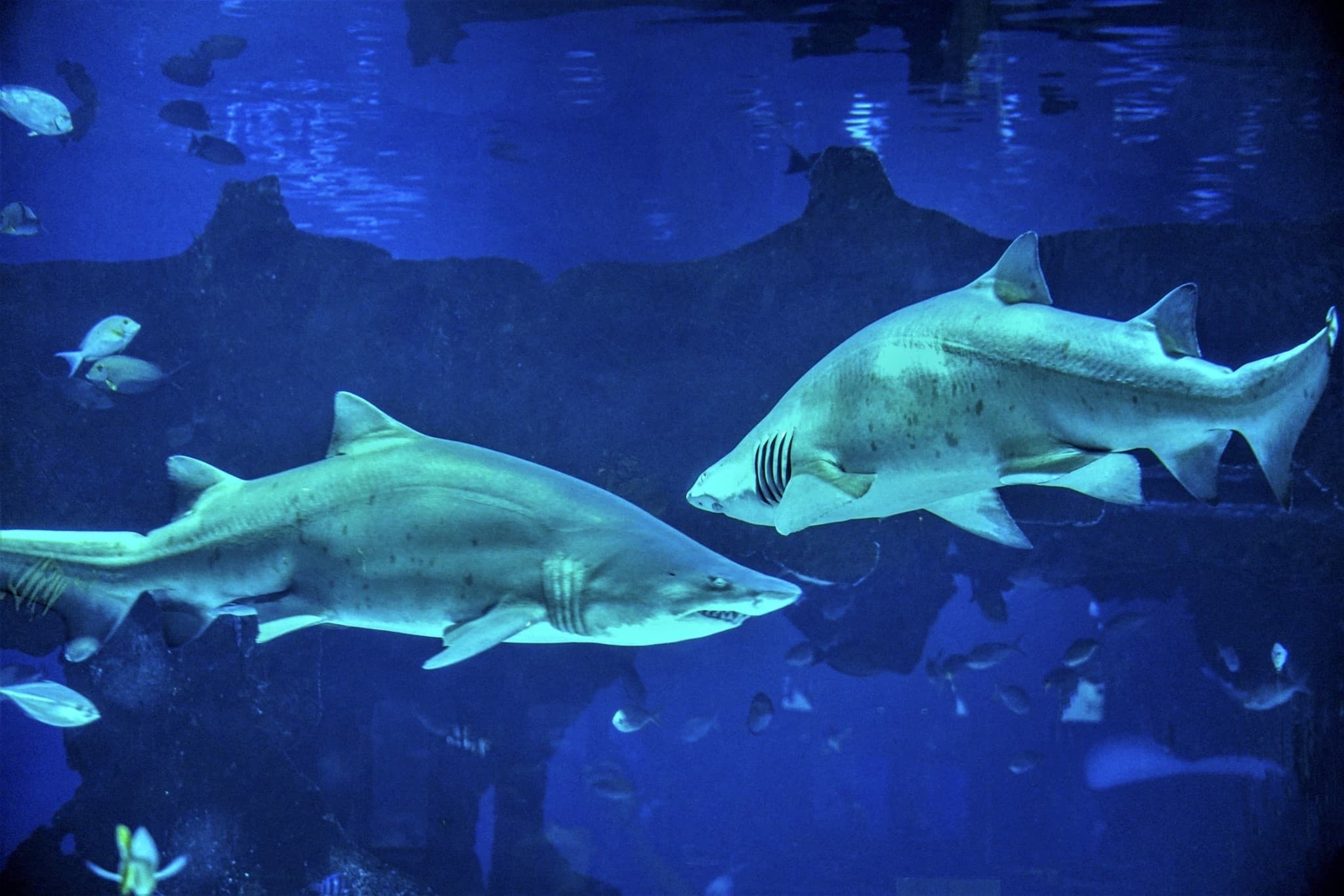 Aquaria Phuket - image 17