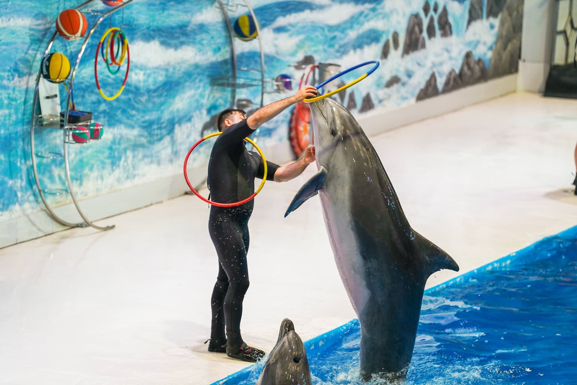 Entrada para Dubai Dolphinarium - imagen 4