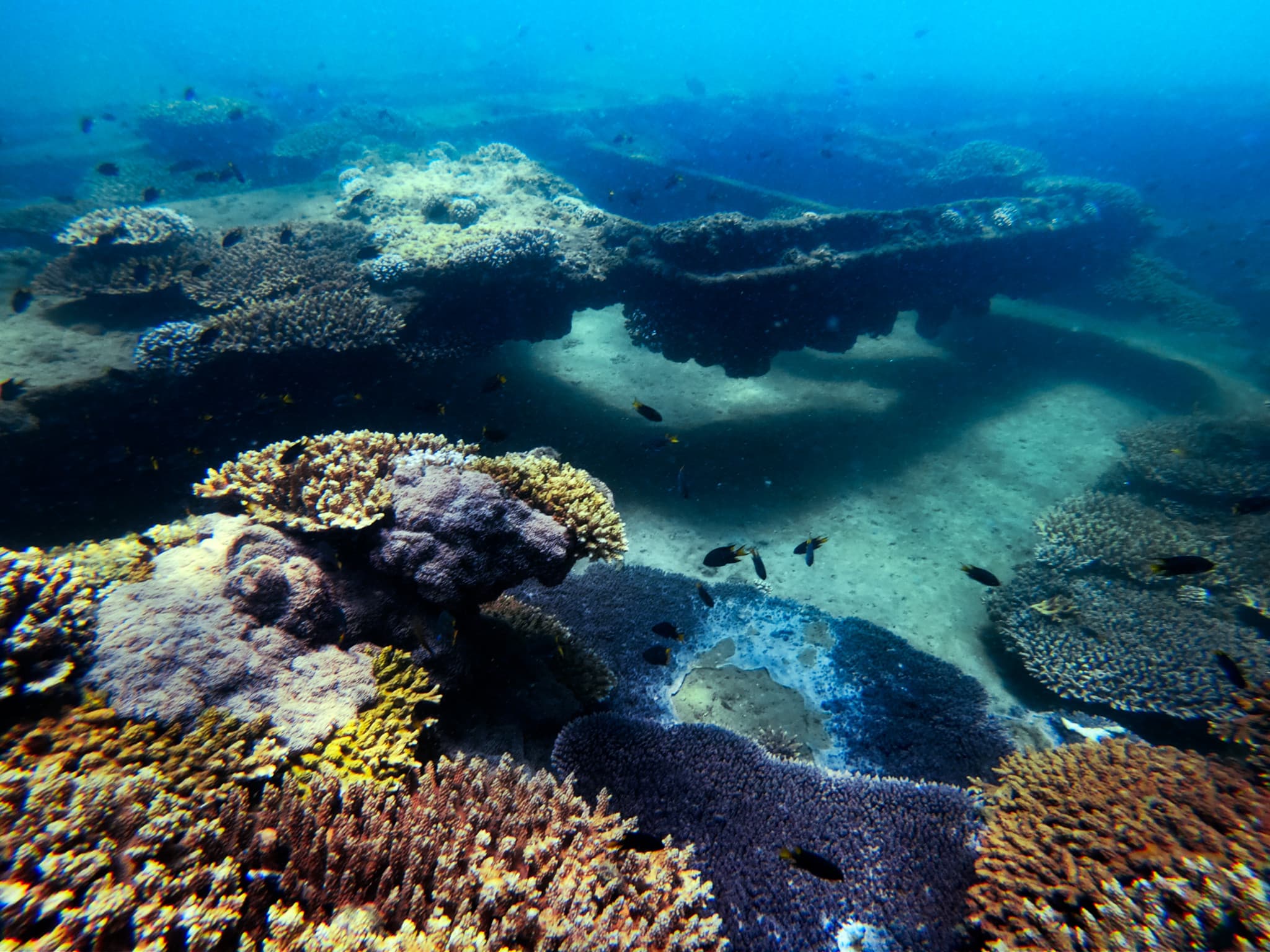 Tangalooma Wrecks & Dolphin Cruise Optional Round transfer from Brisbane City and Gold Coast - image 5