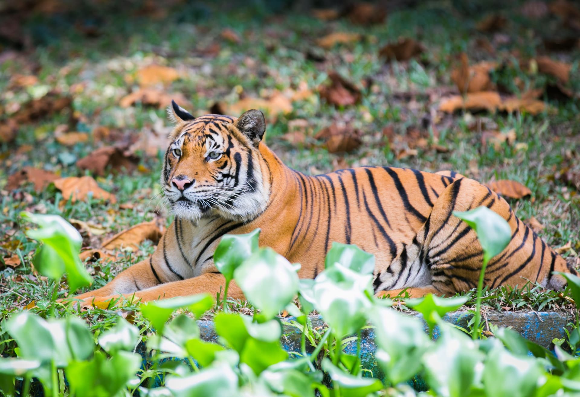 Entrada para Zoo Negara Malaysia y el Centro de Conservación del Panda - imagen 5
