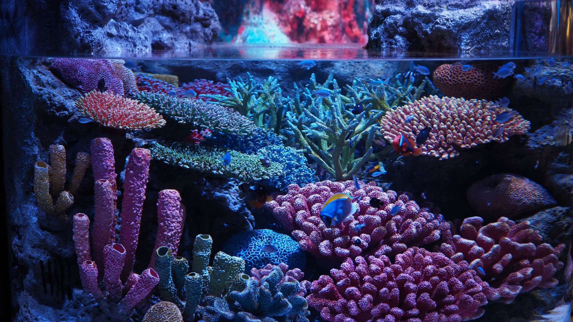 SEA LIFE Bangkok Ocean World Ticket - image 8