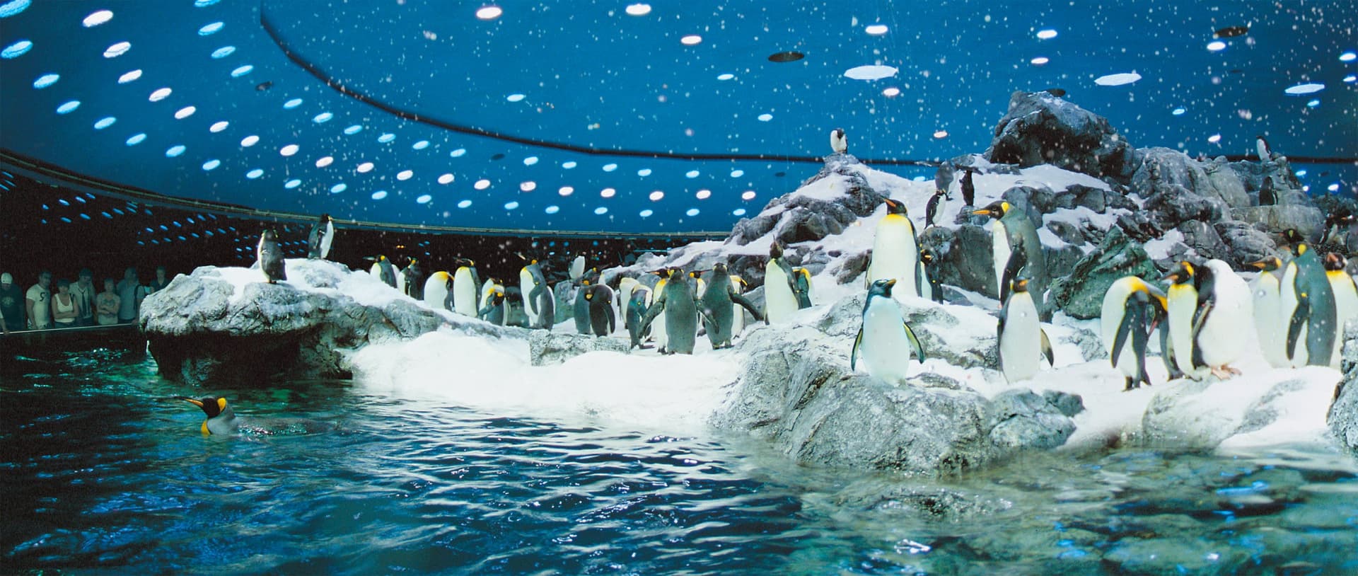 Entrada a Loro Parque - imagen 12