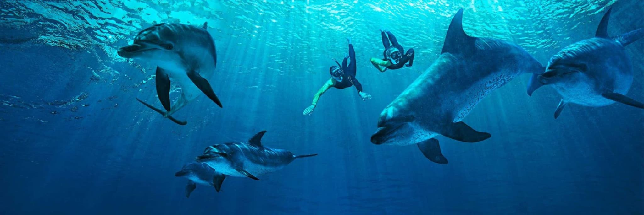 Atlantis Aquaventure World Dubai - Dolphin and Sea Lion Experiences at Atlas Village - image 6