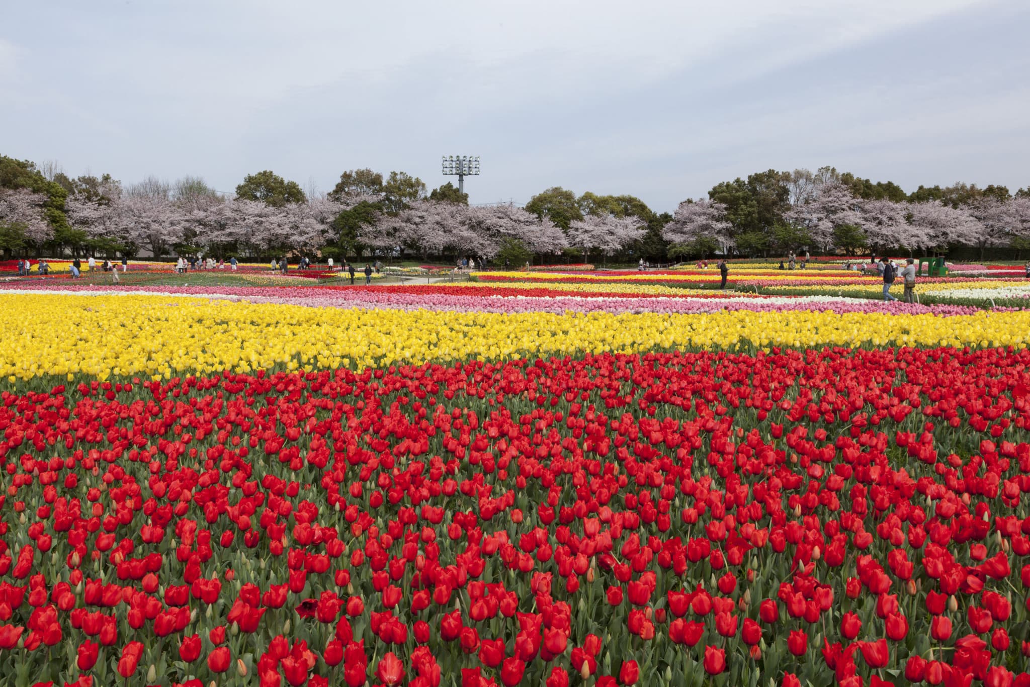 Kintetsu Rail Pass - Train & Bus Pass in Osaka, Nara, Kyoto, Mie (Ise Shima), Nagoya - image 6