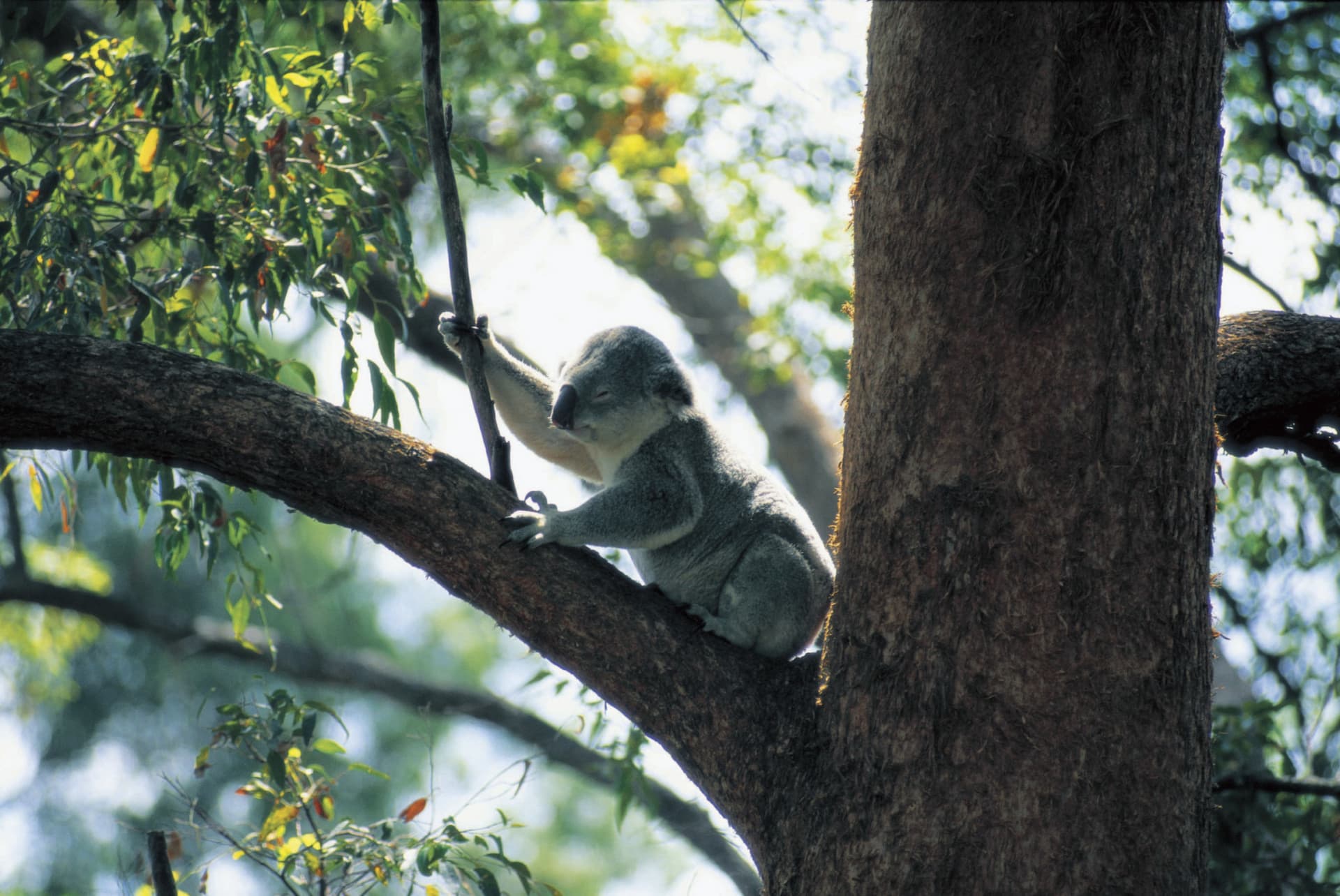 Currumbin Wildlife Sanctuary Gold Coast Ticket - image 4