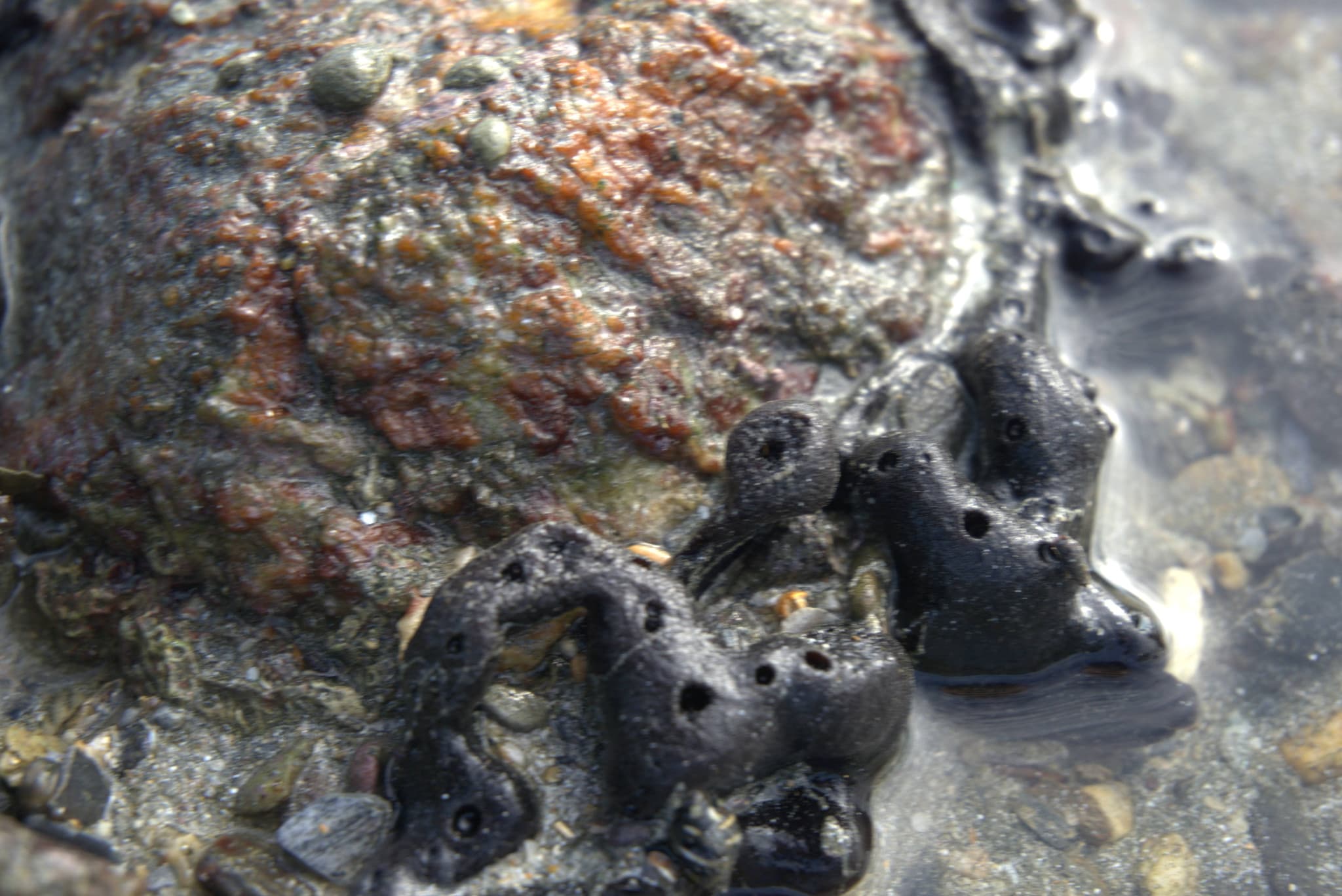 Desaru Beach and Tide Pool Walk - image 26