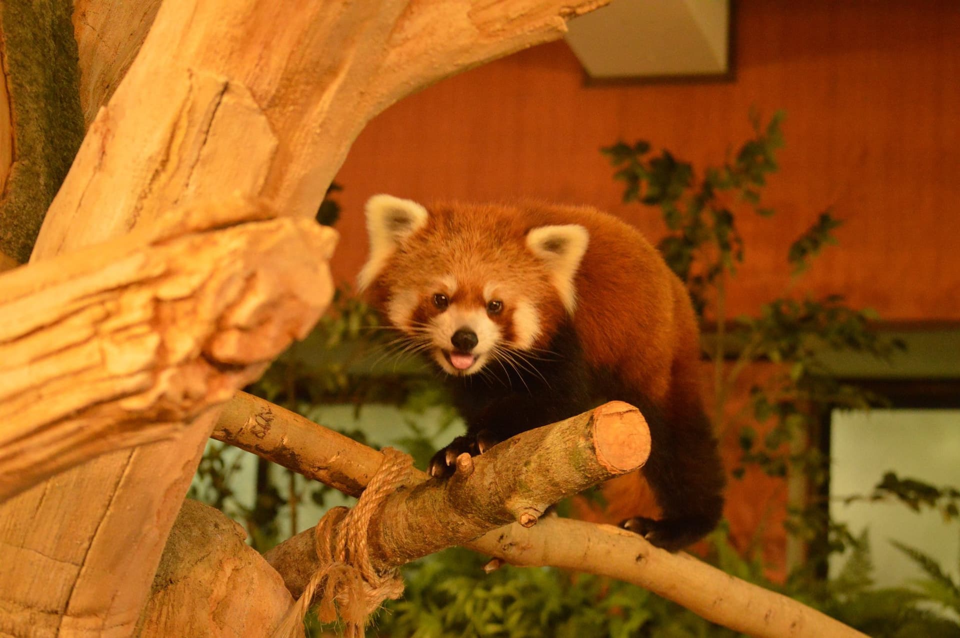 Neo Park Okinawa - imagen 3