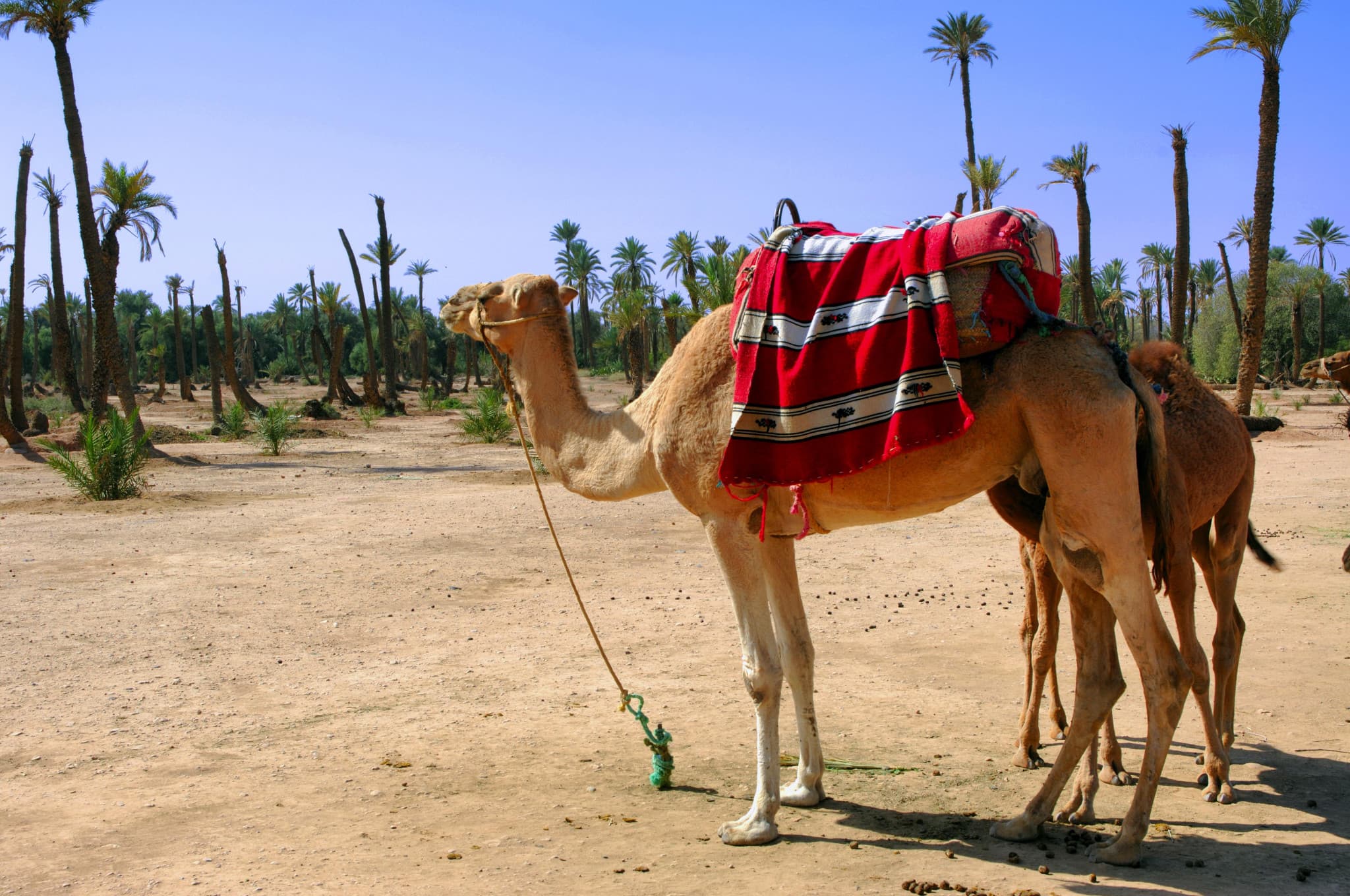 Camel Ride in Marrakech Palm Grove - main image