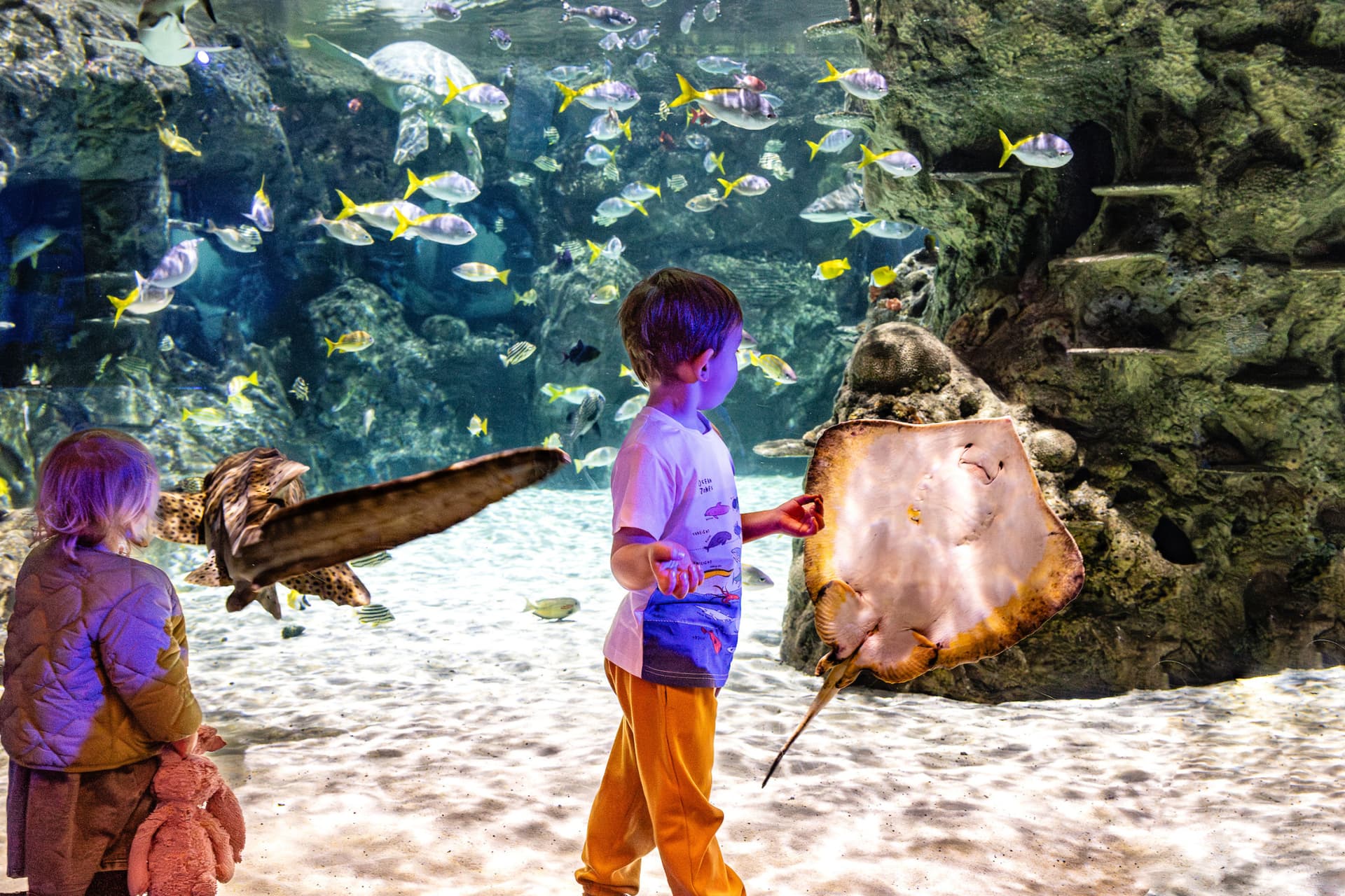 SEA LIFE Brighton Ticket - image 4