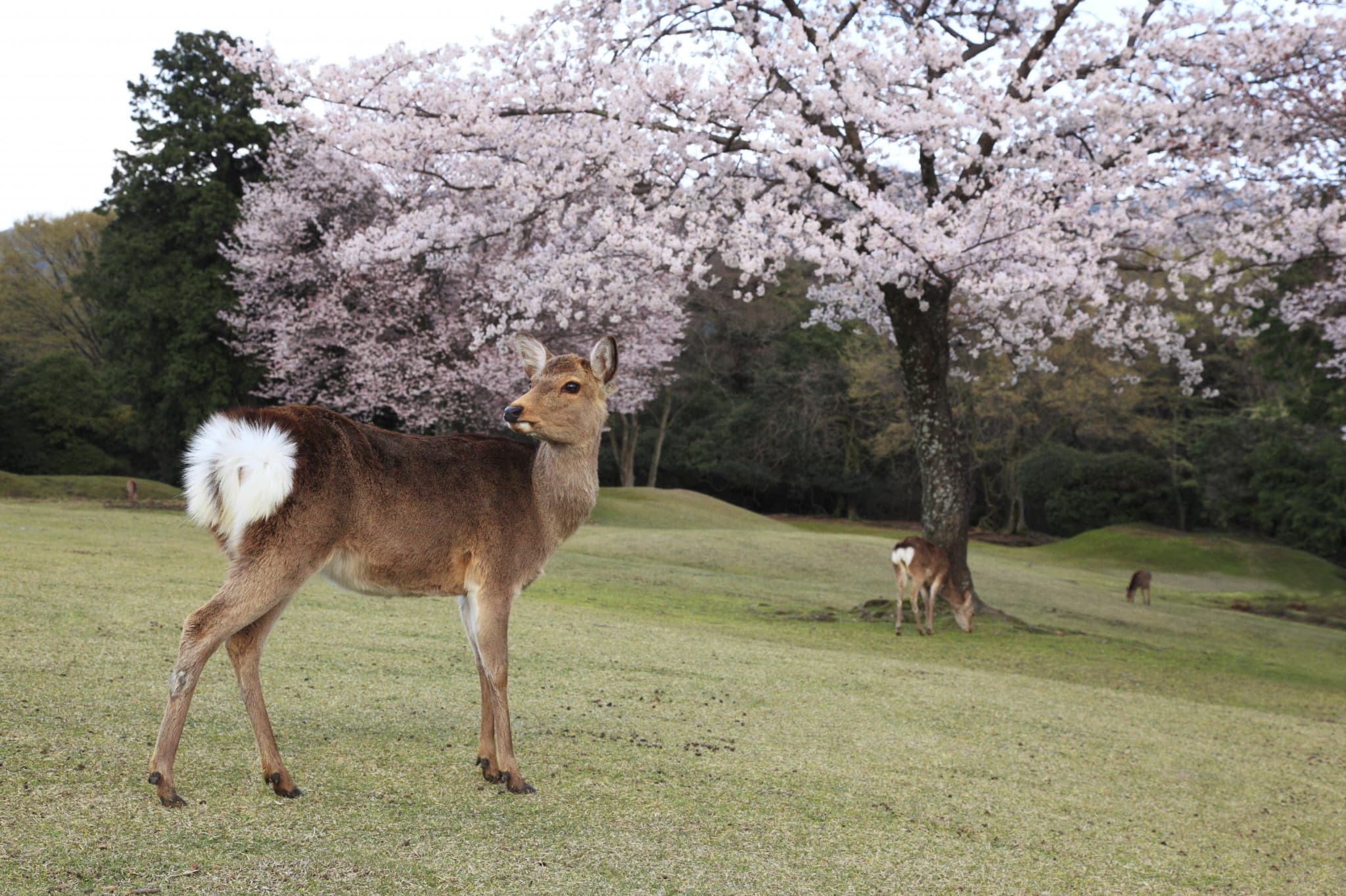 Kintetsu Rail Pass - Train & Bus Pass in Osaka, Nara, Kyoto, Mie (Ise Shima), Nagoya - image 4