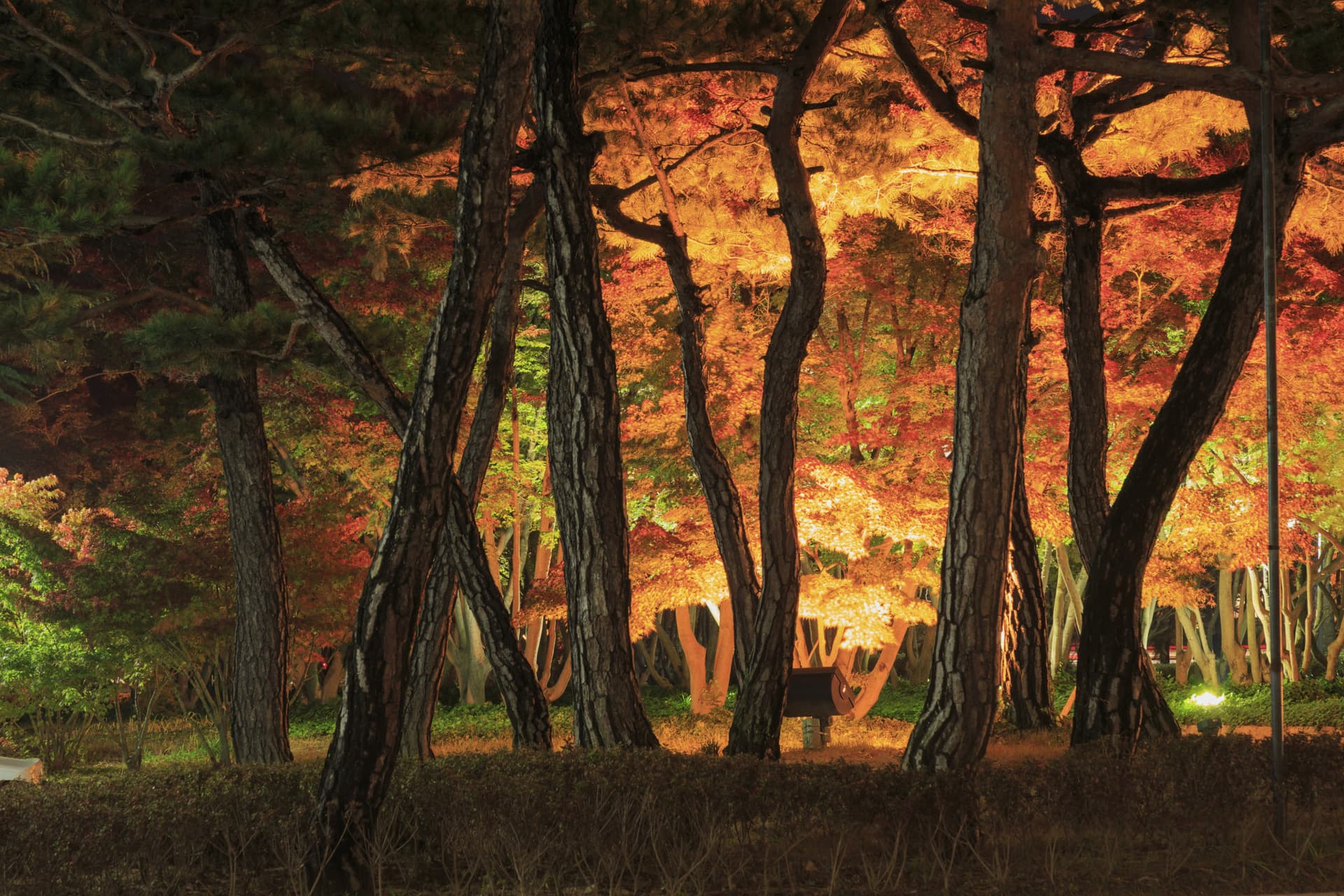 Gyeongju Autumn Foliage One Day Tour from Busan - 이미지 7