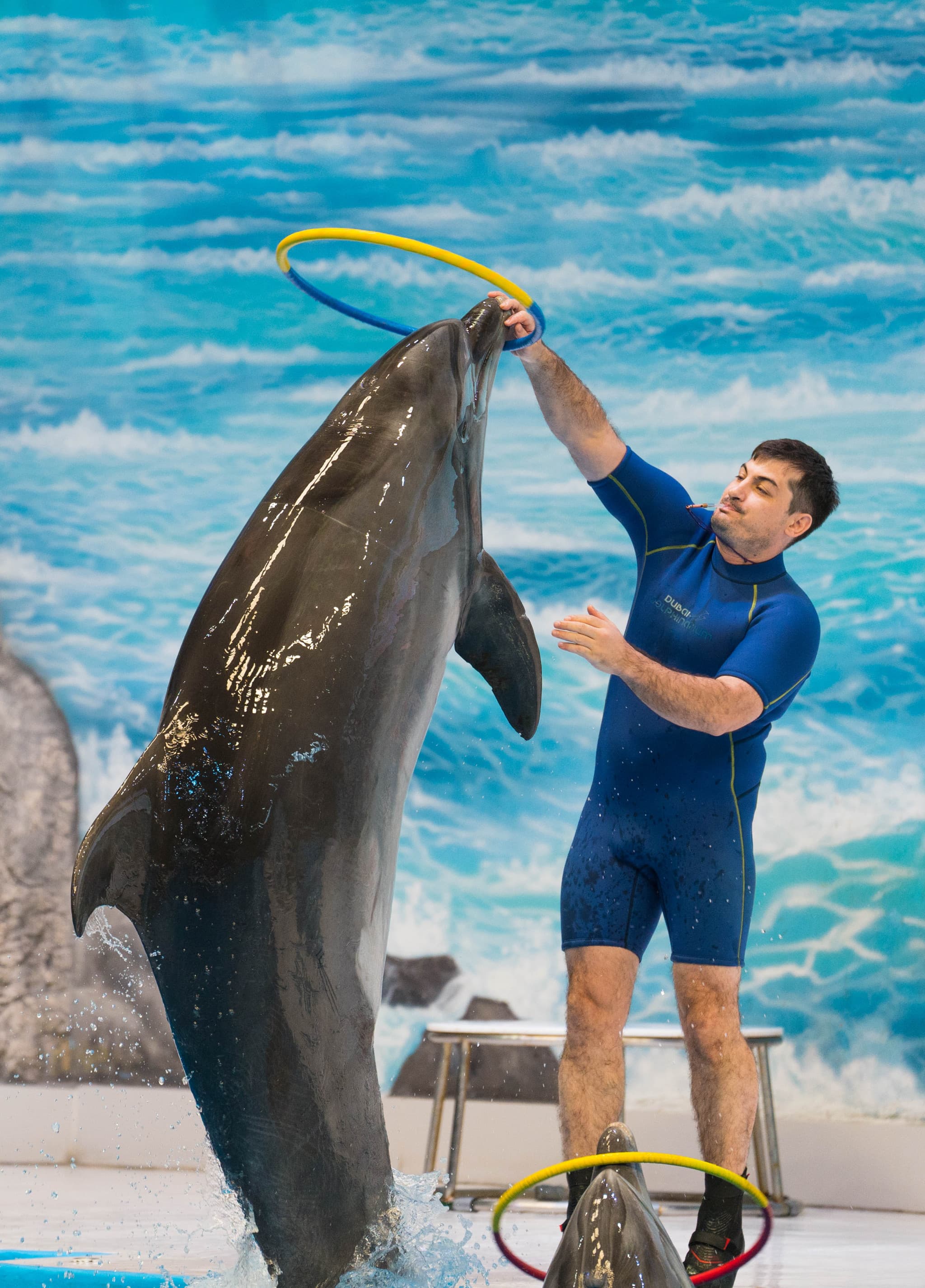 Dubai Dolphinarium Ticket - image 6