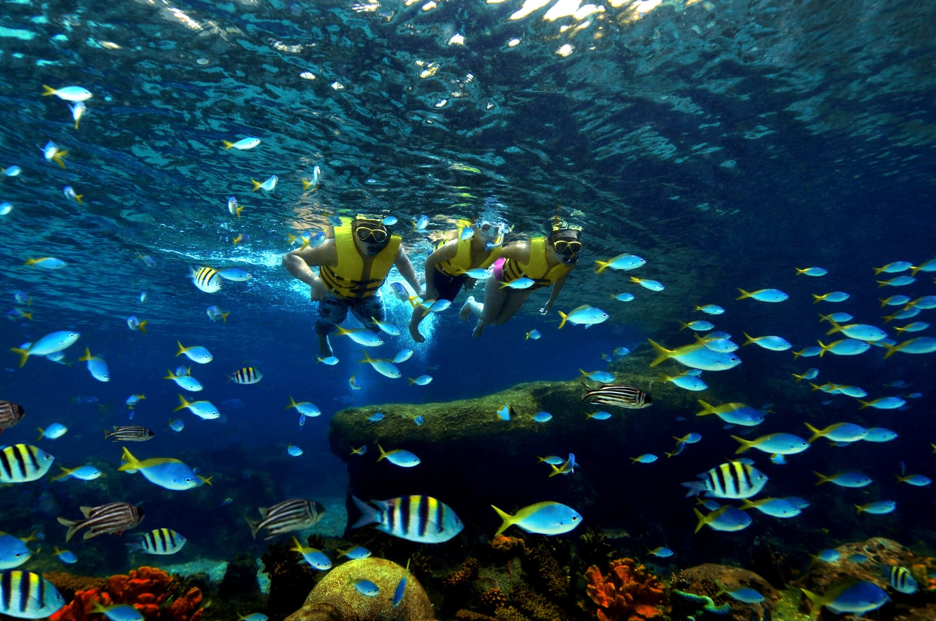 Entrada para Adventure Cove Waterpark - imagen 12
