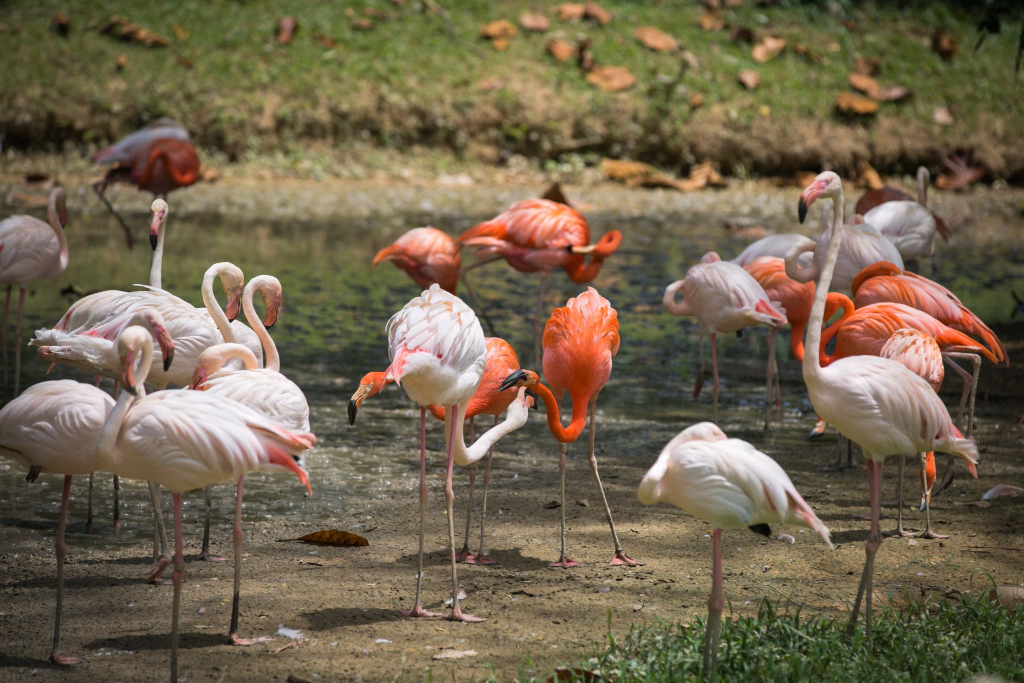 Zoo Negara Malaysia & Panda Conservation Centre Ticket - image 15