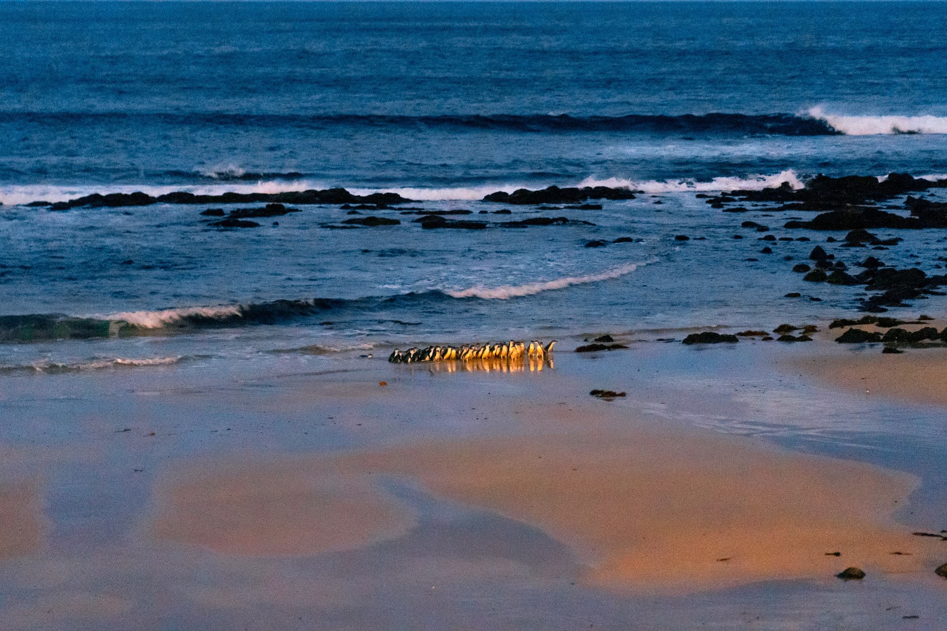 Phillip Island Nature Parks - Penguin Parade Ticket - image 13