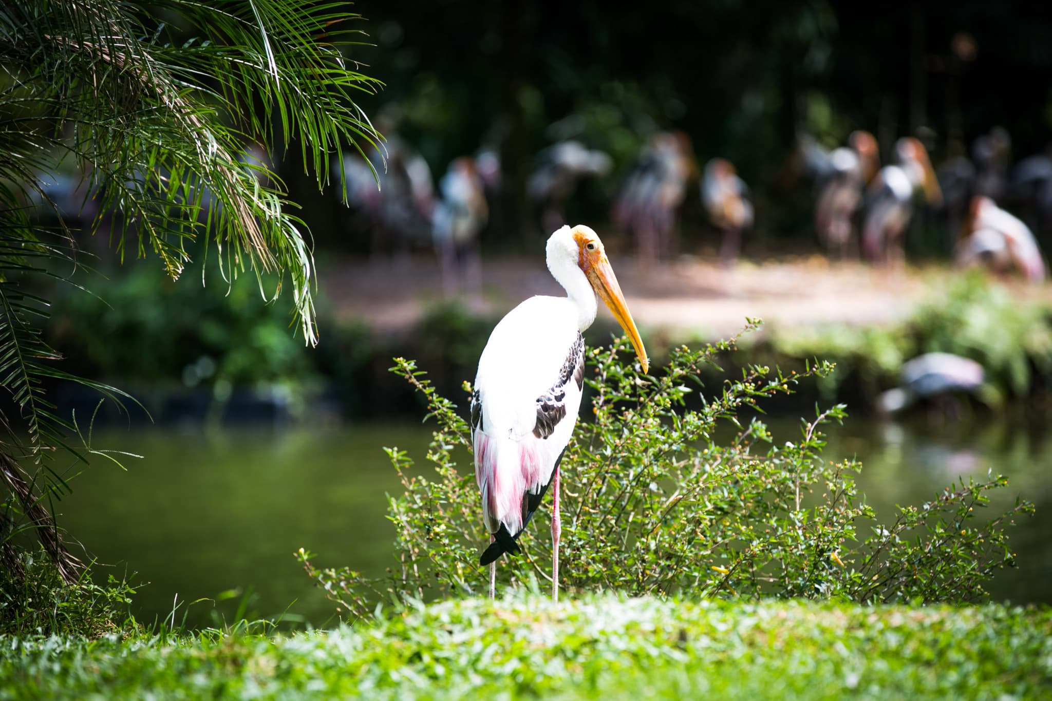 Zoo Negara Malaysia & Panda Conservation Centre Ticket - image 13