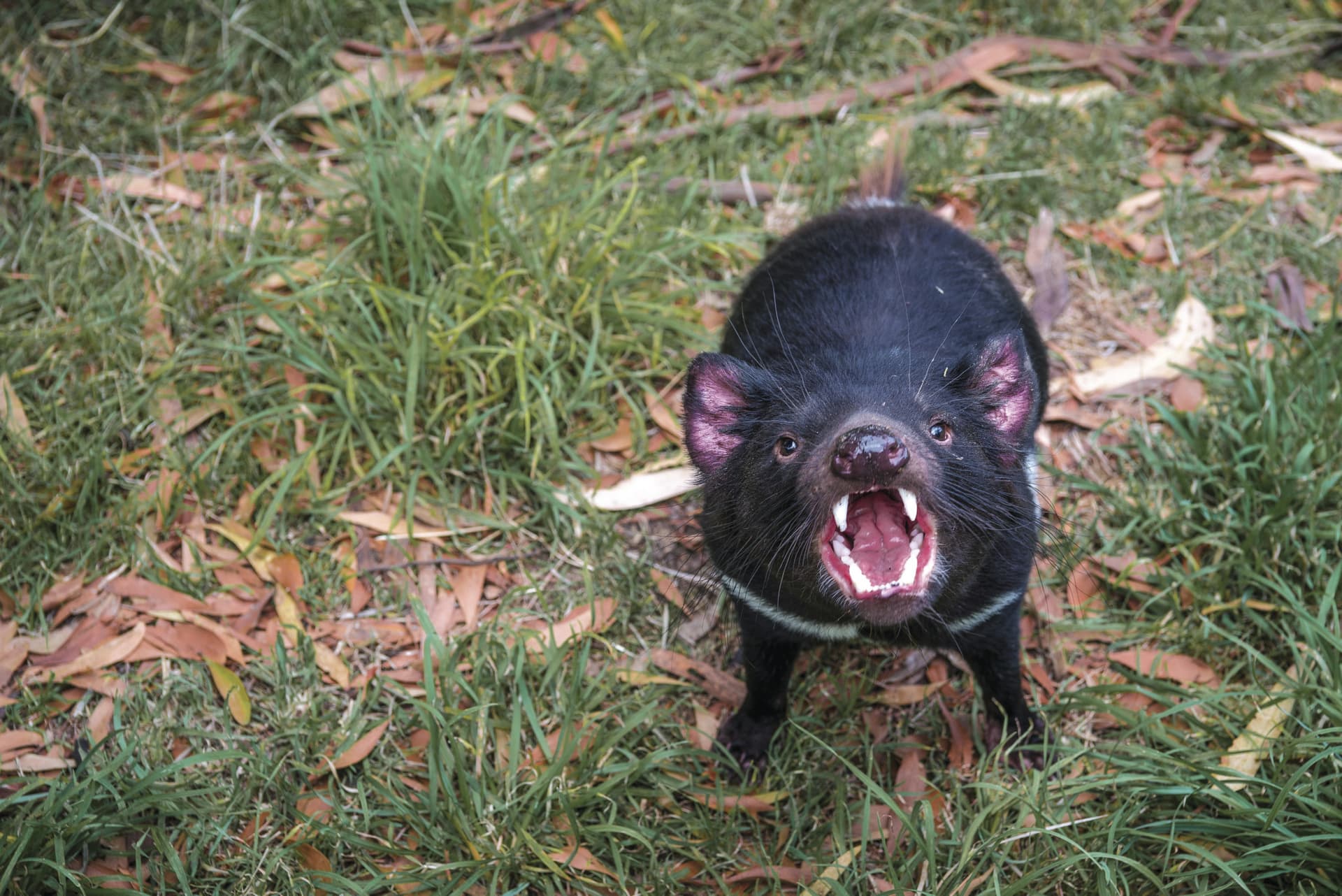 Richmond Village and Bonorong Wildlife Sanctuary Tour - imagen 13