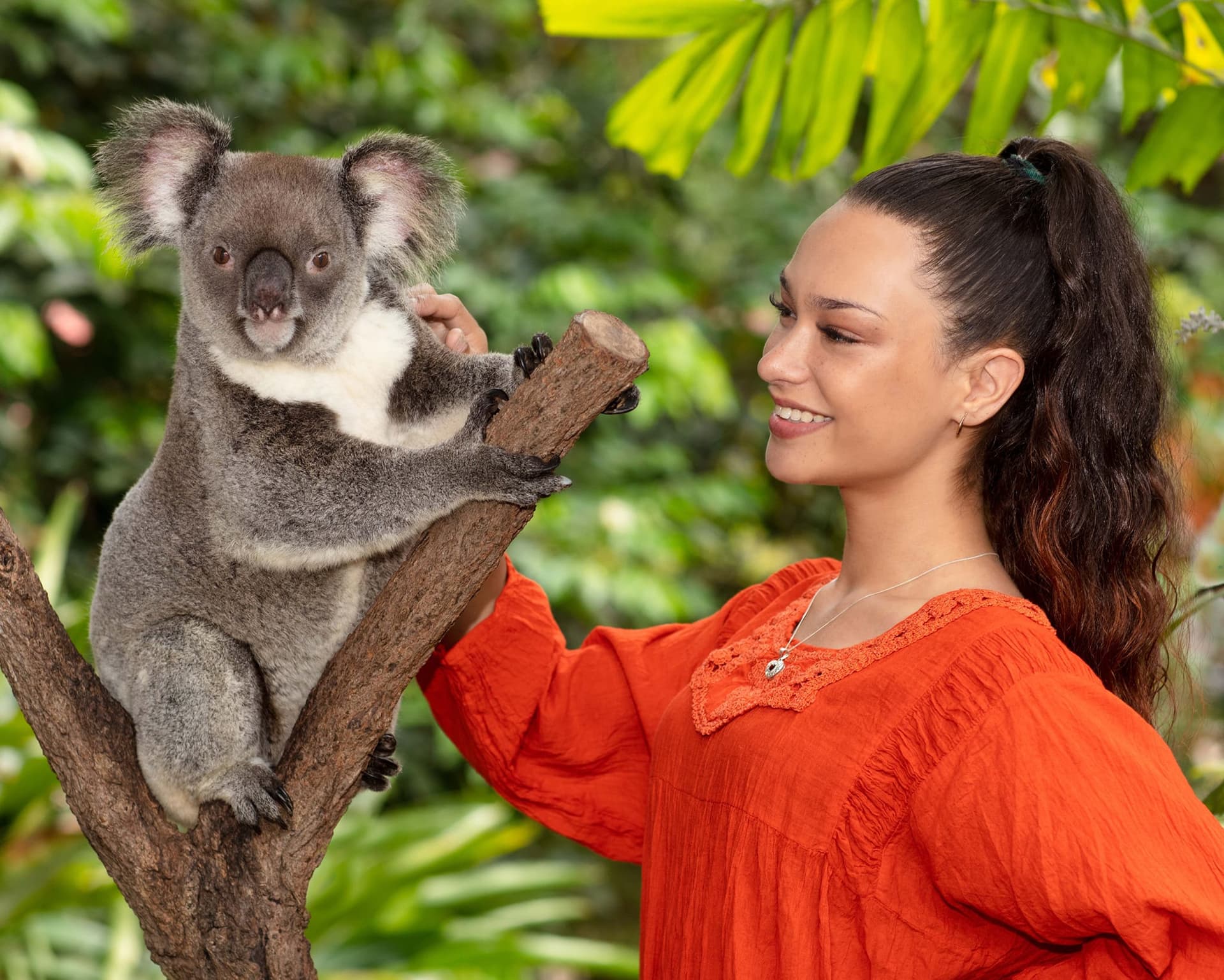 Kuranda Koala Gardens - image 6