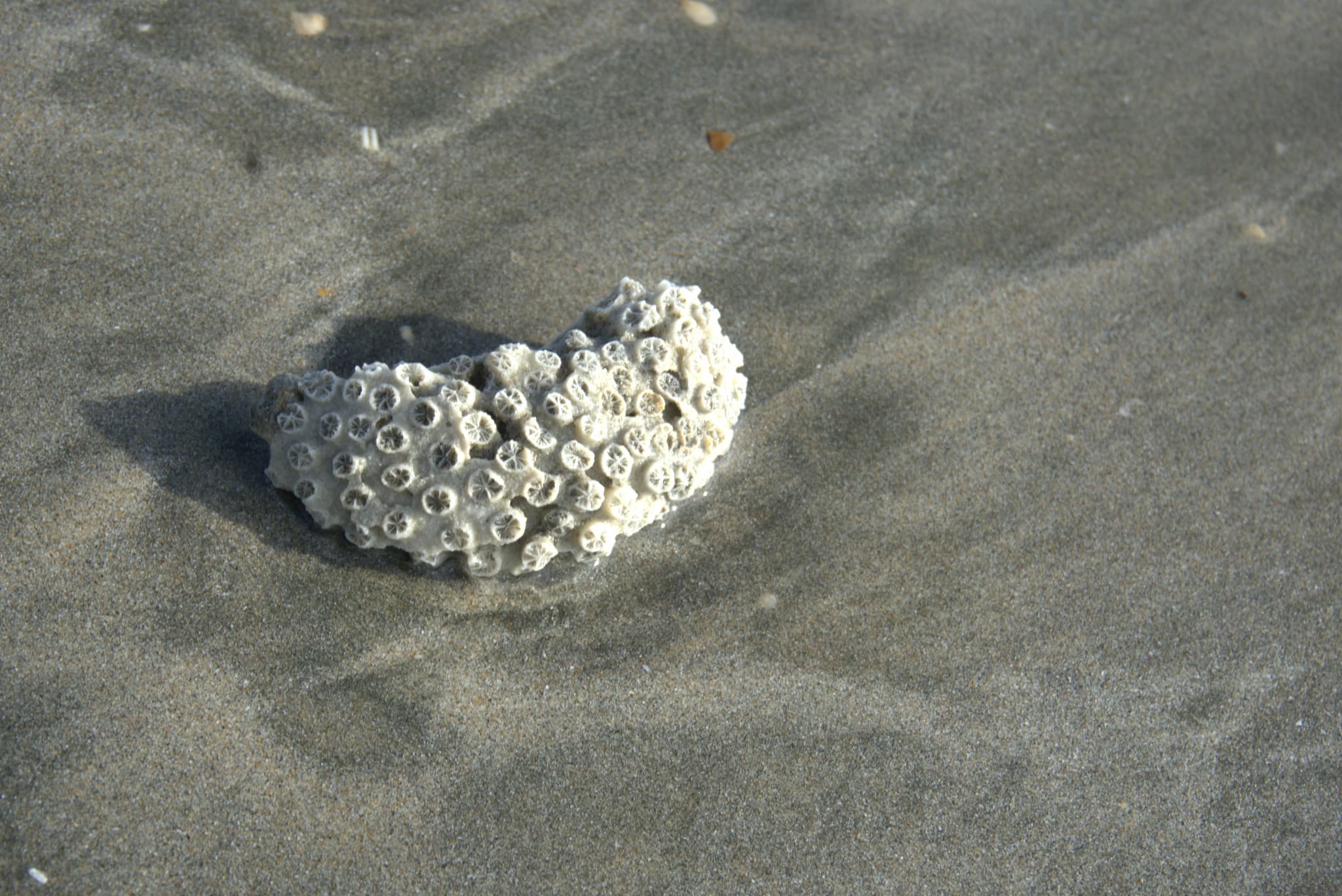 Desaru Beach and Tide Pool Walk - image 21