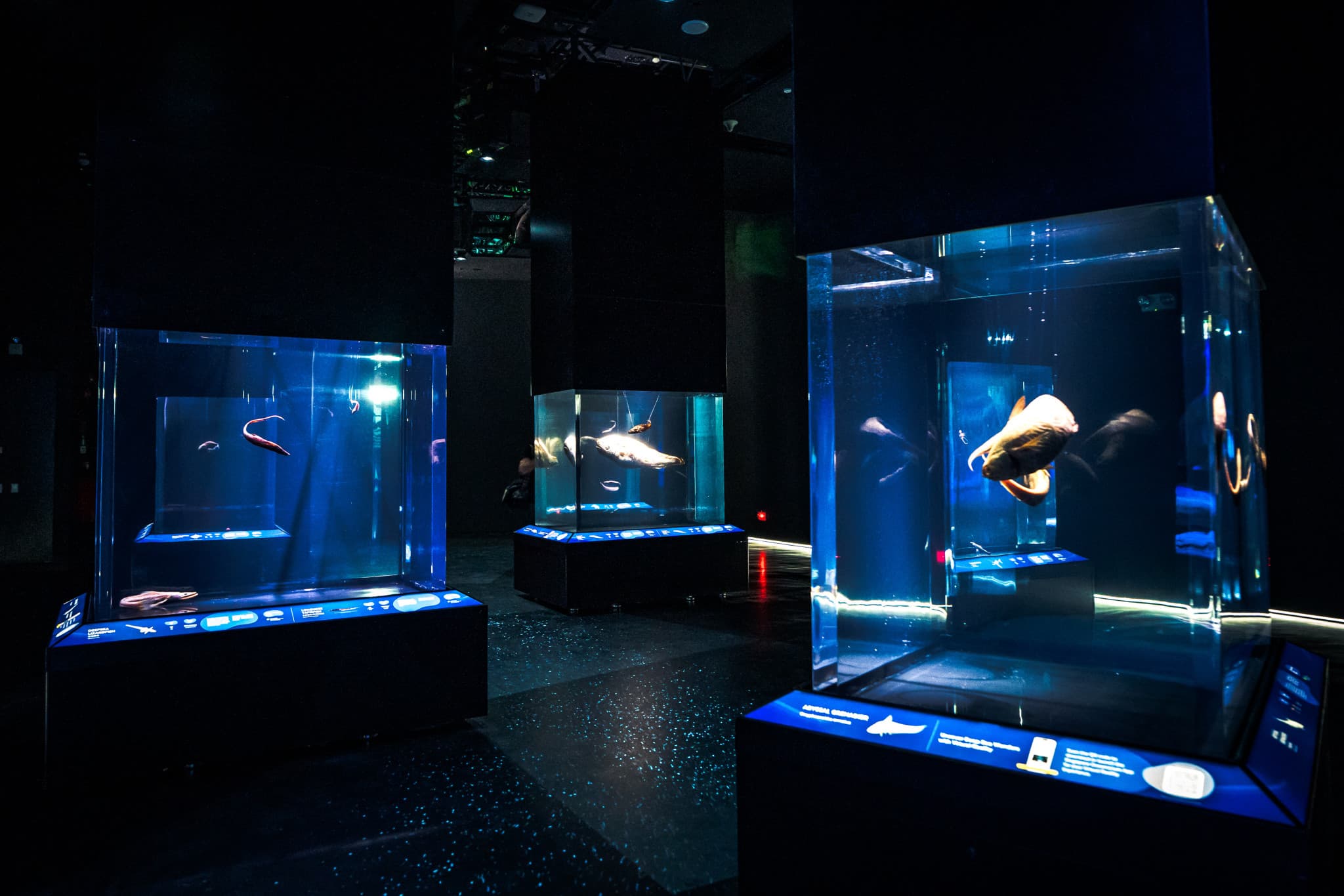 COMBO: Singapore Oceanarium + Albatross Hop-On Hop-Off Speedboat Tickets - image 3