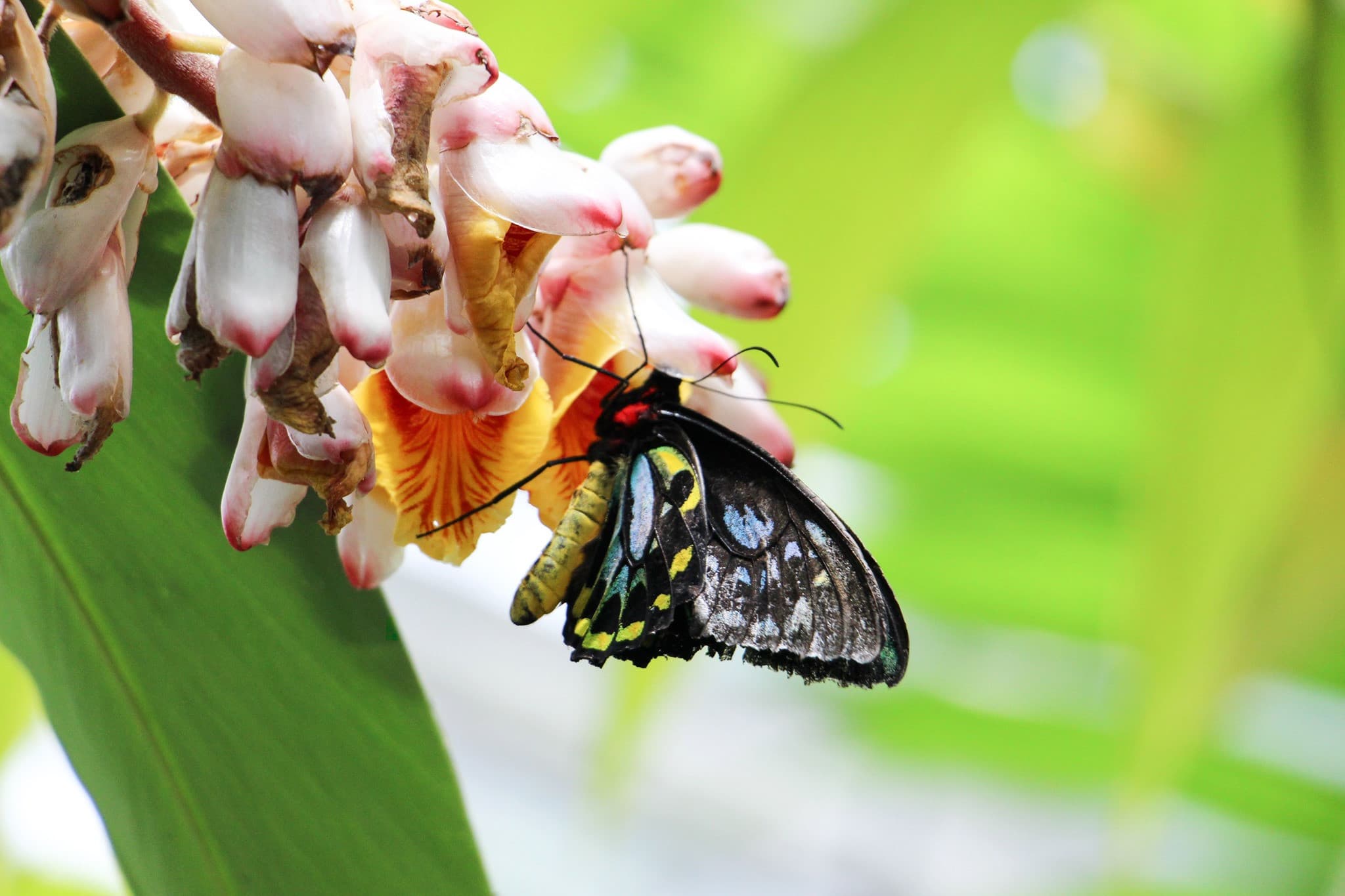 Australian Butterfly Sanctuary - image 3