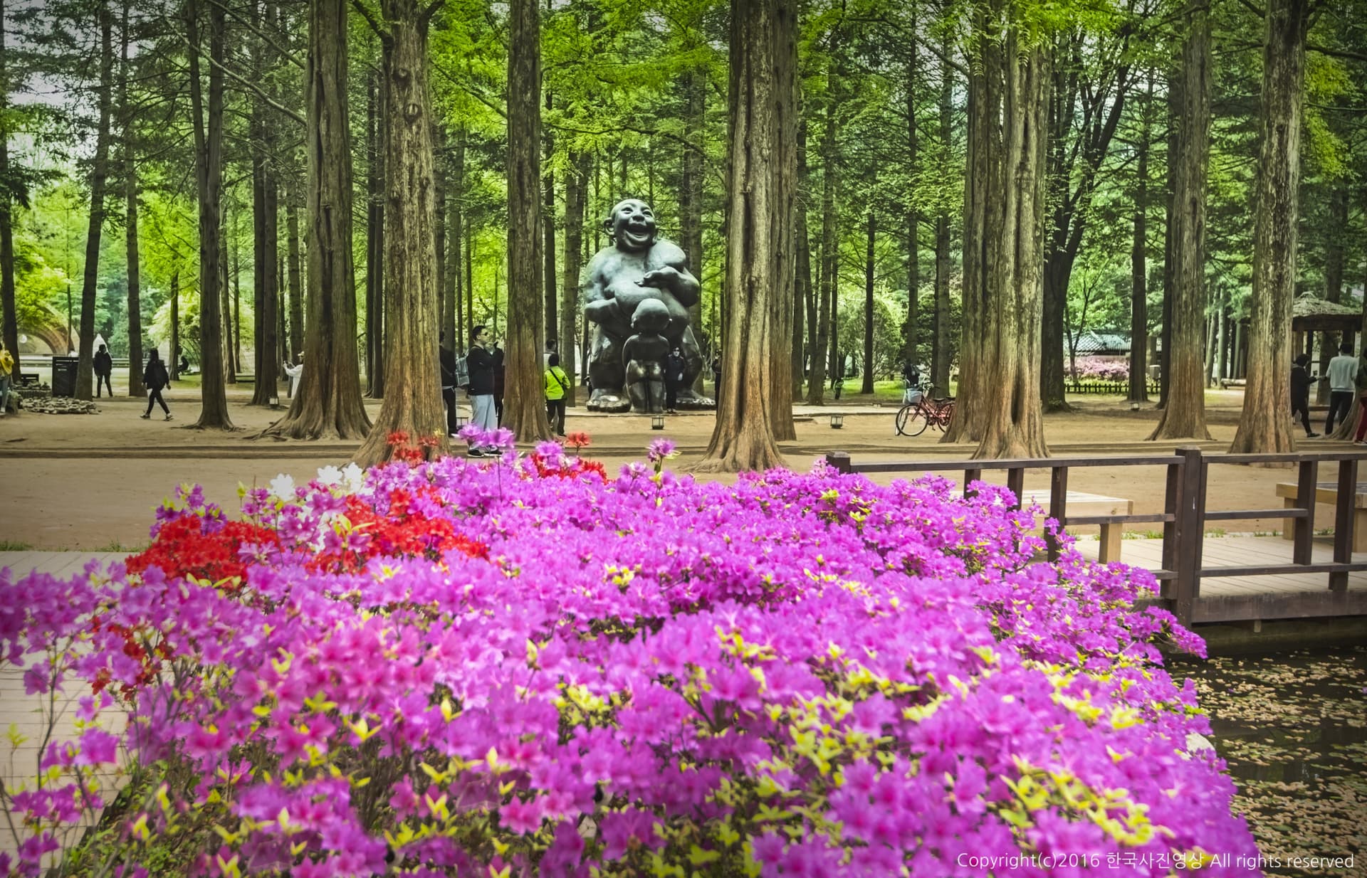 Nami Island, Petite France, Italian Village, and Garden of Morning Calm Tour from Seoul - image 6