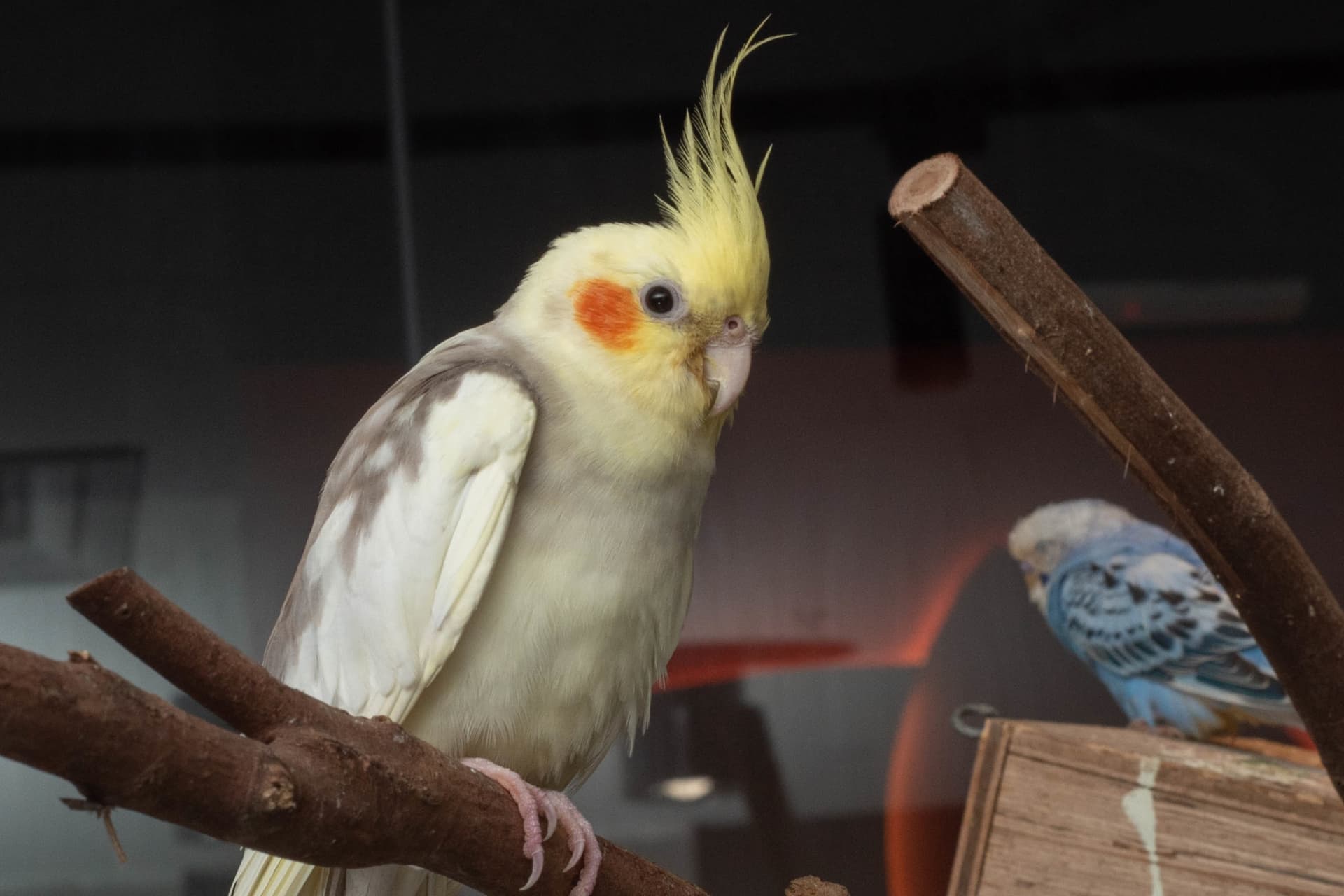 Just Farm Indoor Zoo Kuala Lumpur  (Previously Known As Just Pets Megastore) - image 16