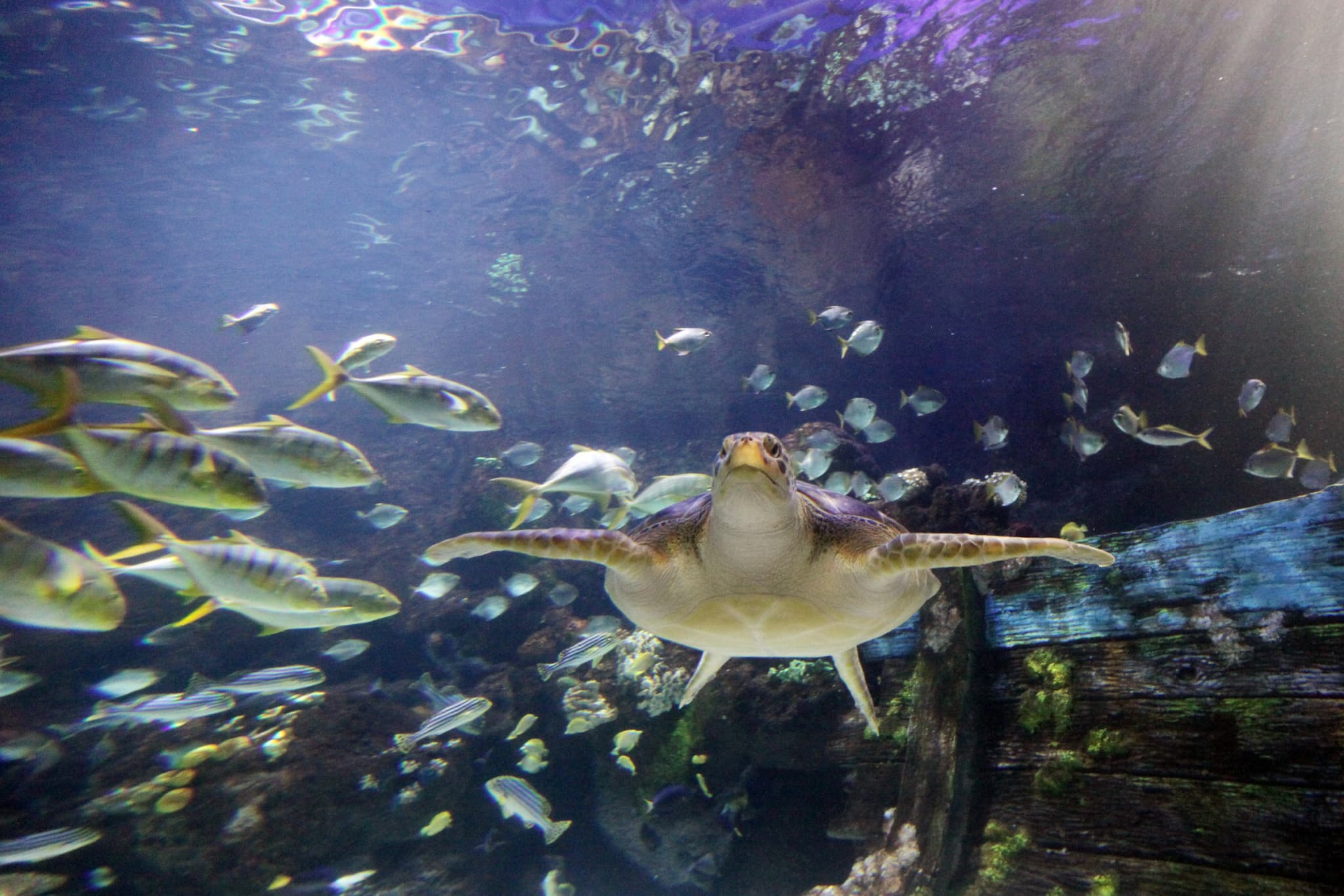 SEA LIFE Timmendorfer Strand Aquarium Ticket - image 8